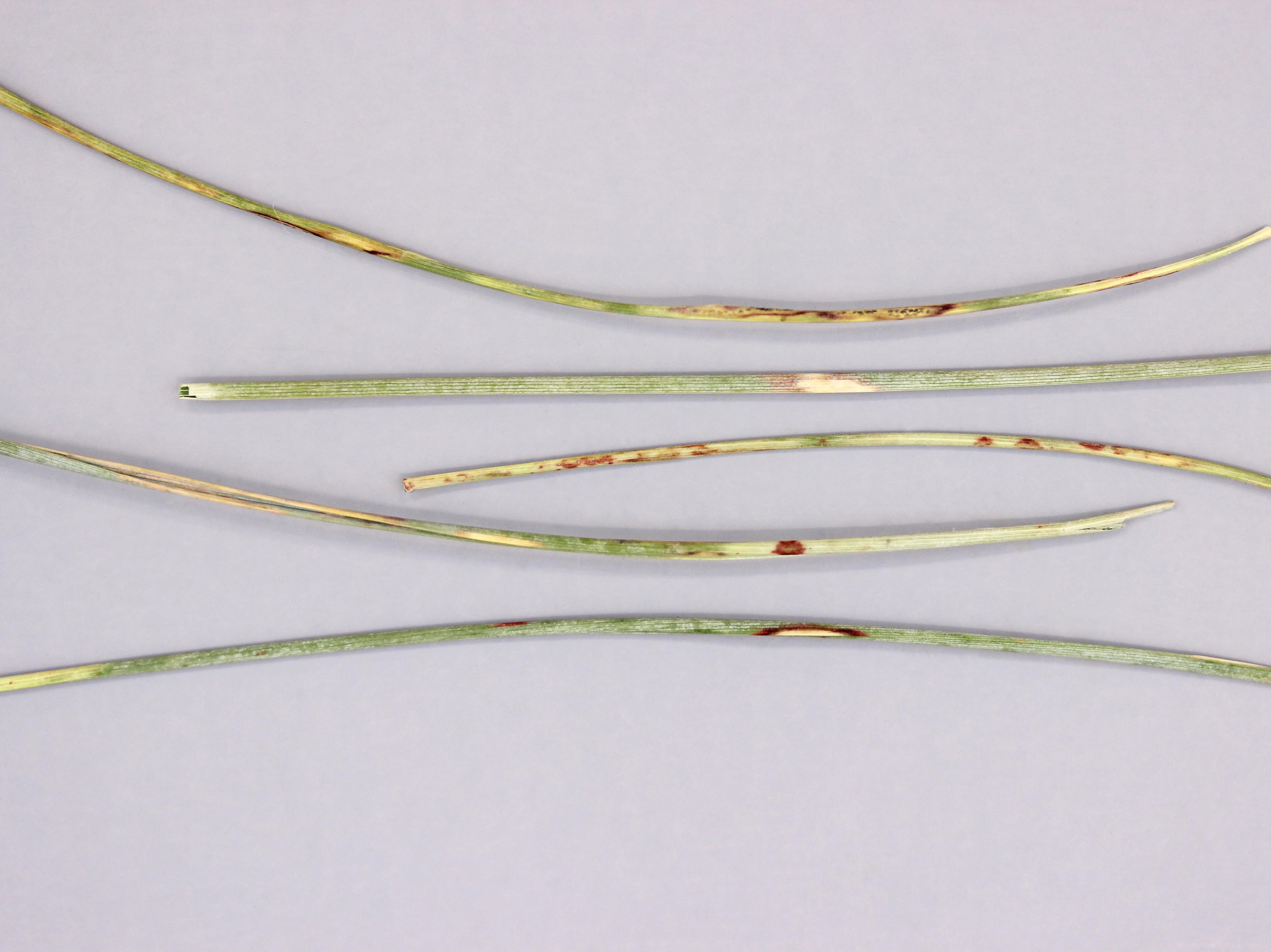 Laboratoire d'expertise et de diagnostic en phytoprotection - MAPAQ