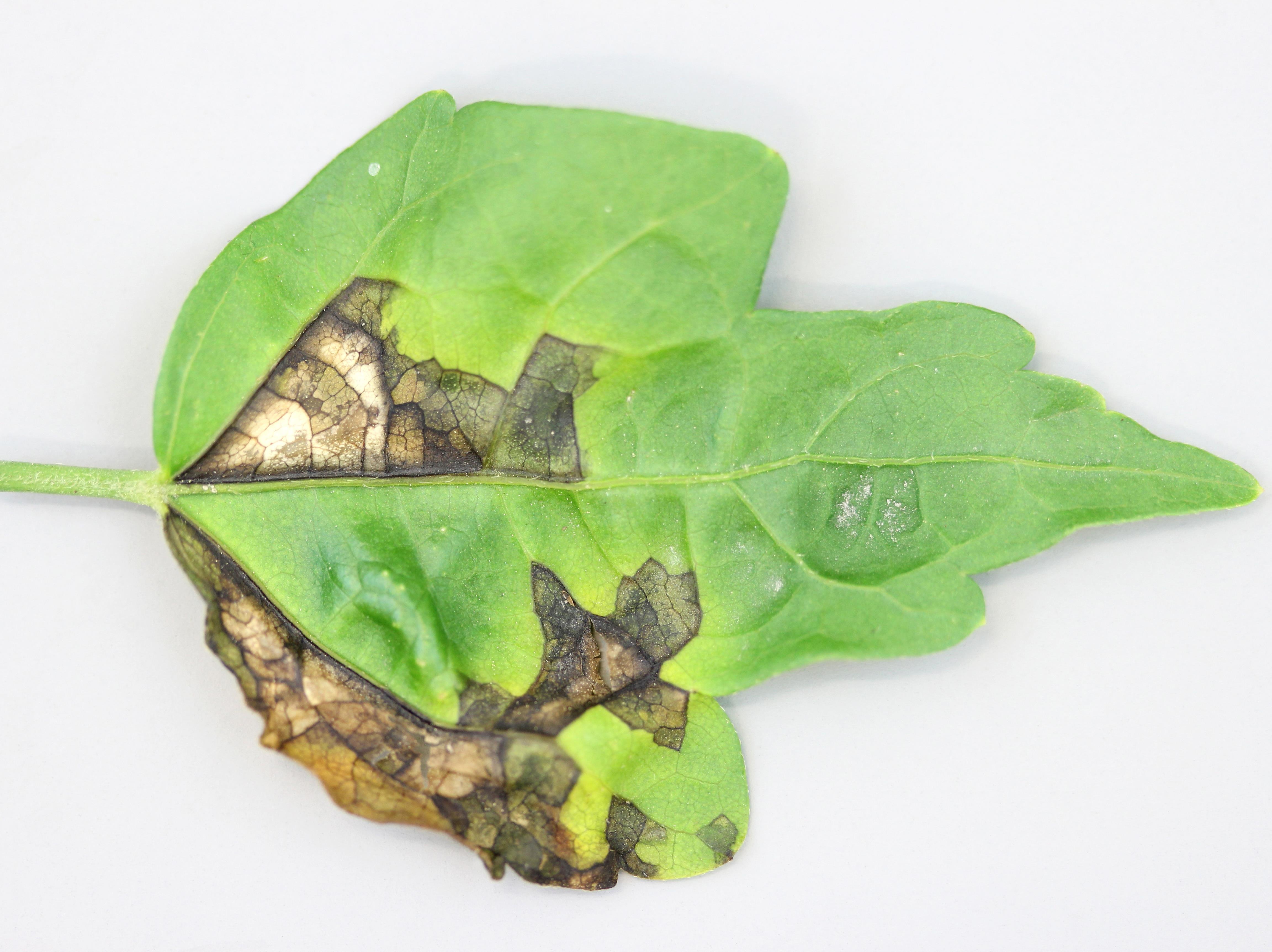 Laboratoire d'expertise et de diagnostic en phytoprotection - MAPAQ