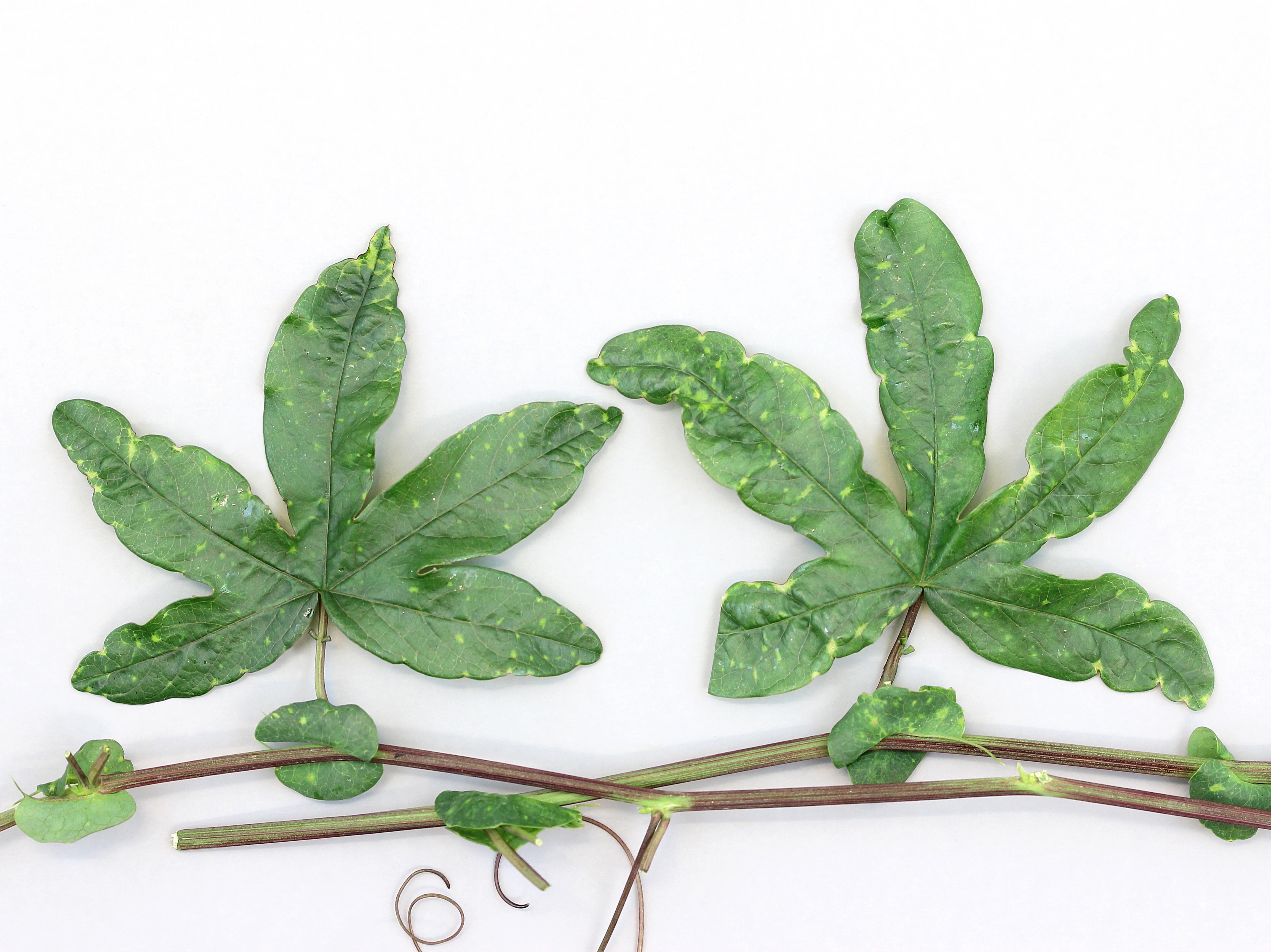 Laboratoire d'expertise et de diagnostic en phytoprotection - MAPAQ