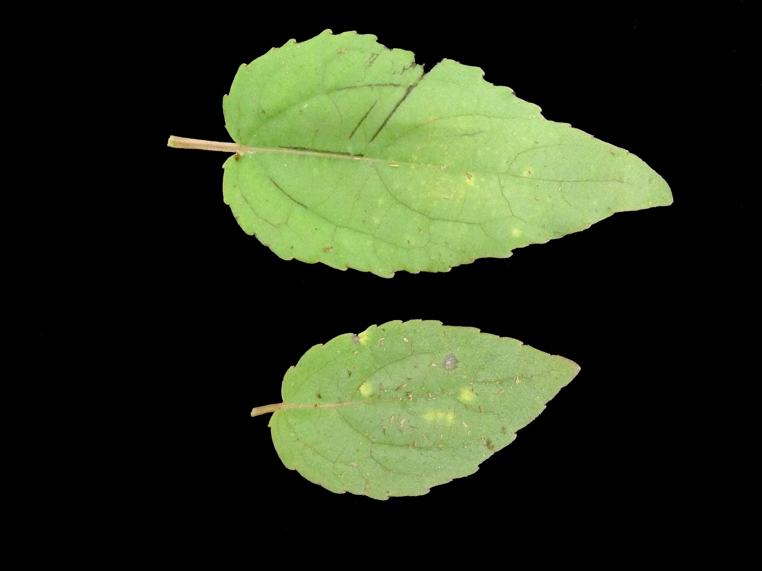 Laboratoire d'expertise et de diagnostic en phytoprotection - MAPAQ