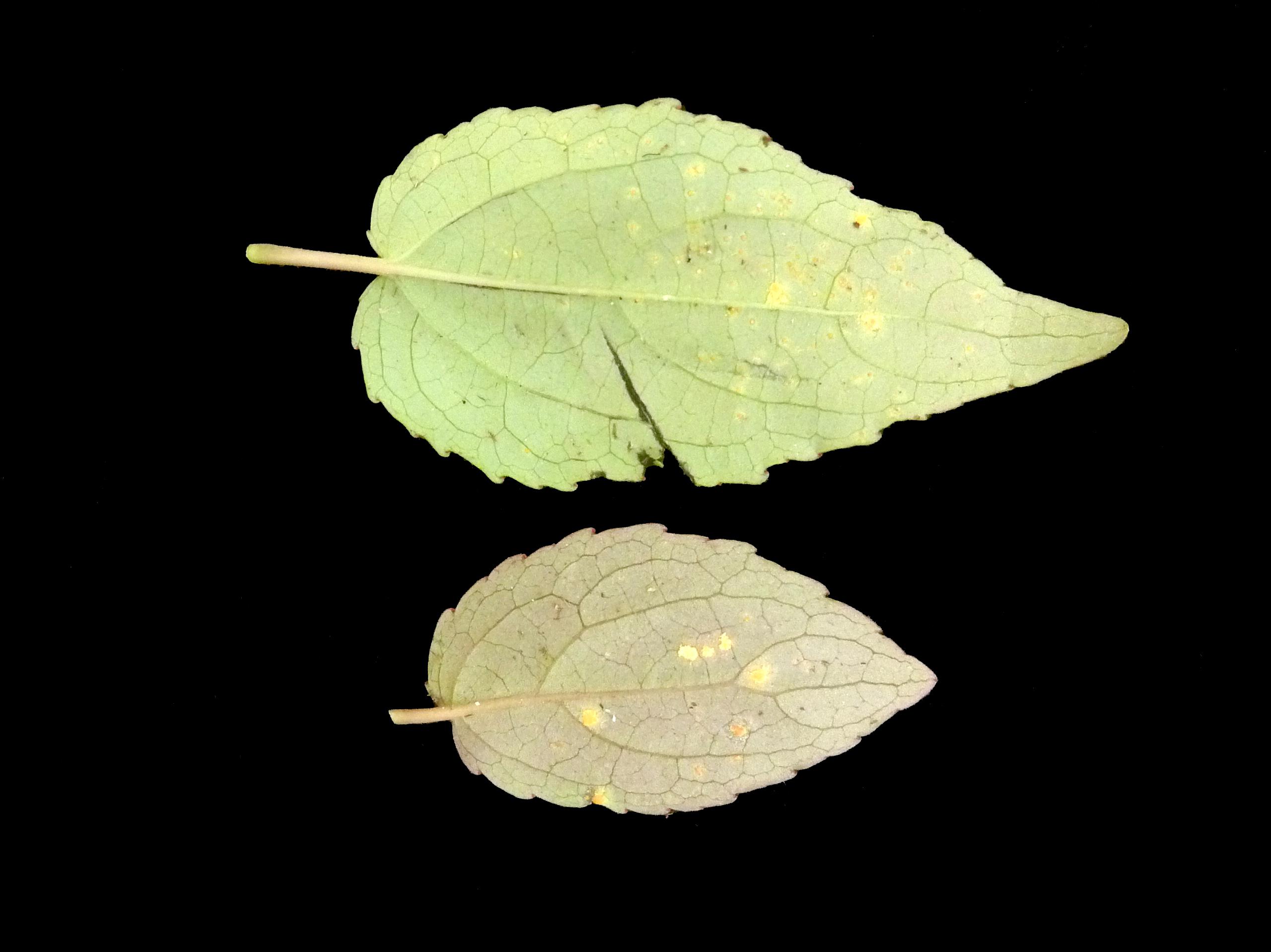 Laboratoire d'expertise et de diagnostic en phytoprotection - MAPAQ