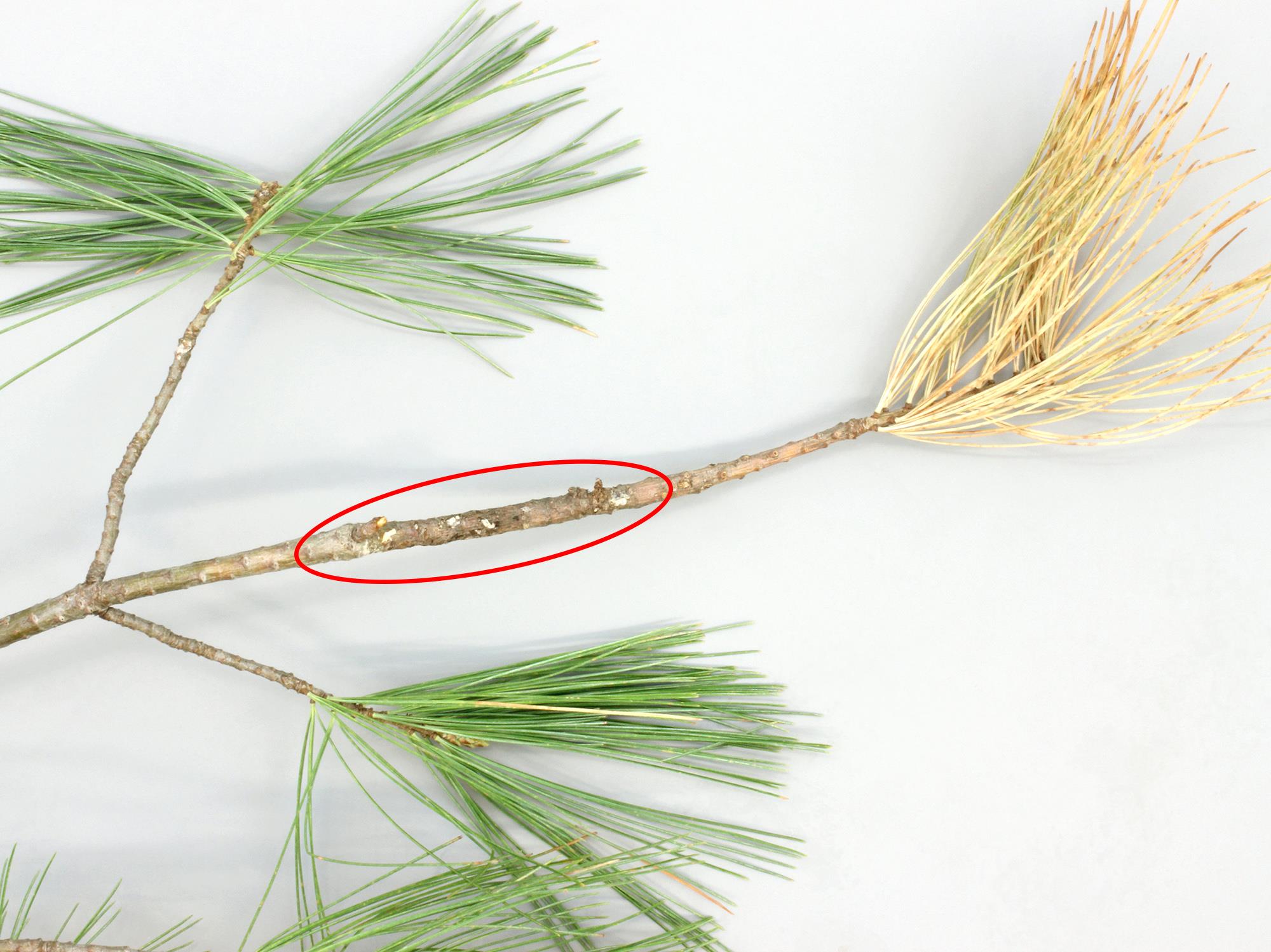 IRIIS phytoprotection Fiche technique, Maladie Rouille vésiculeuse du