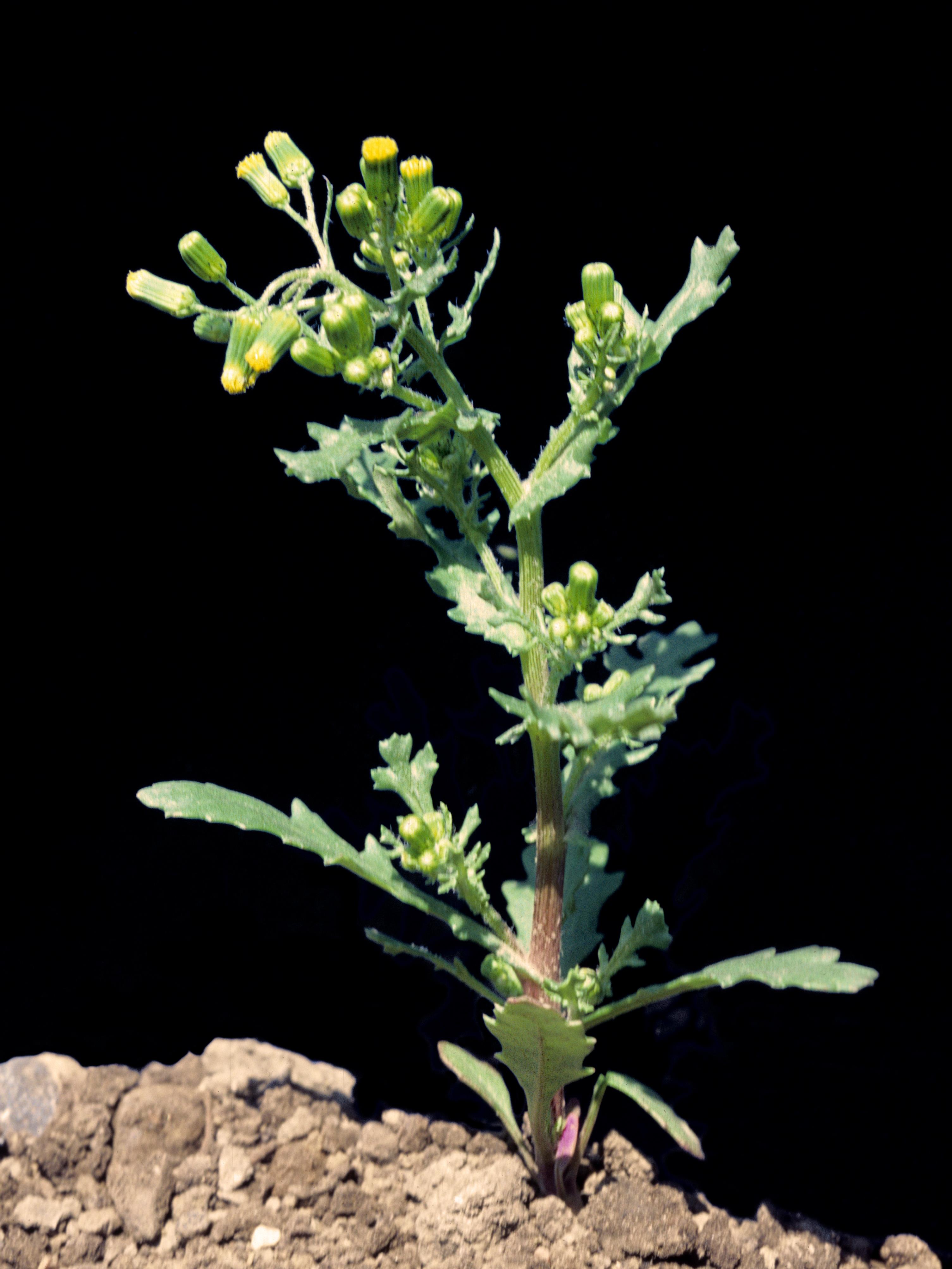 Laboratoire d'expertise et de diagnostic en phytoprotection - MAPAQ