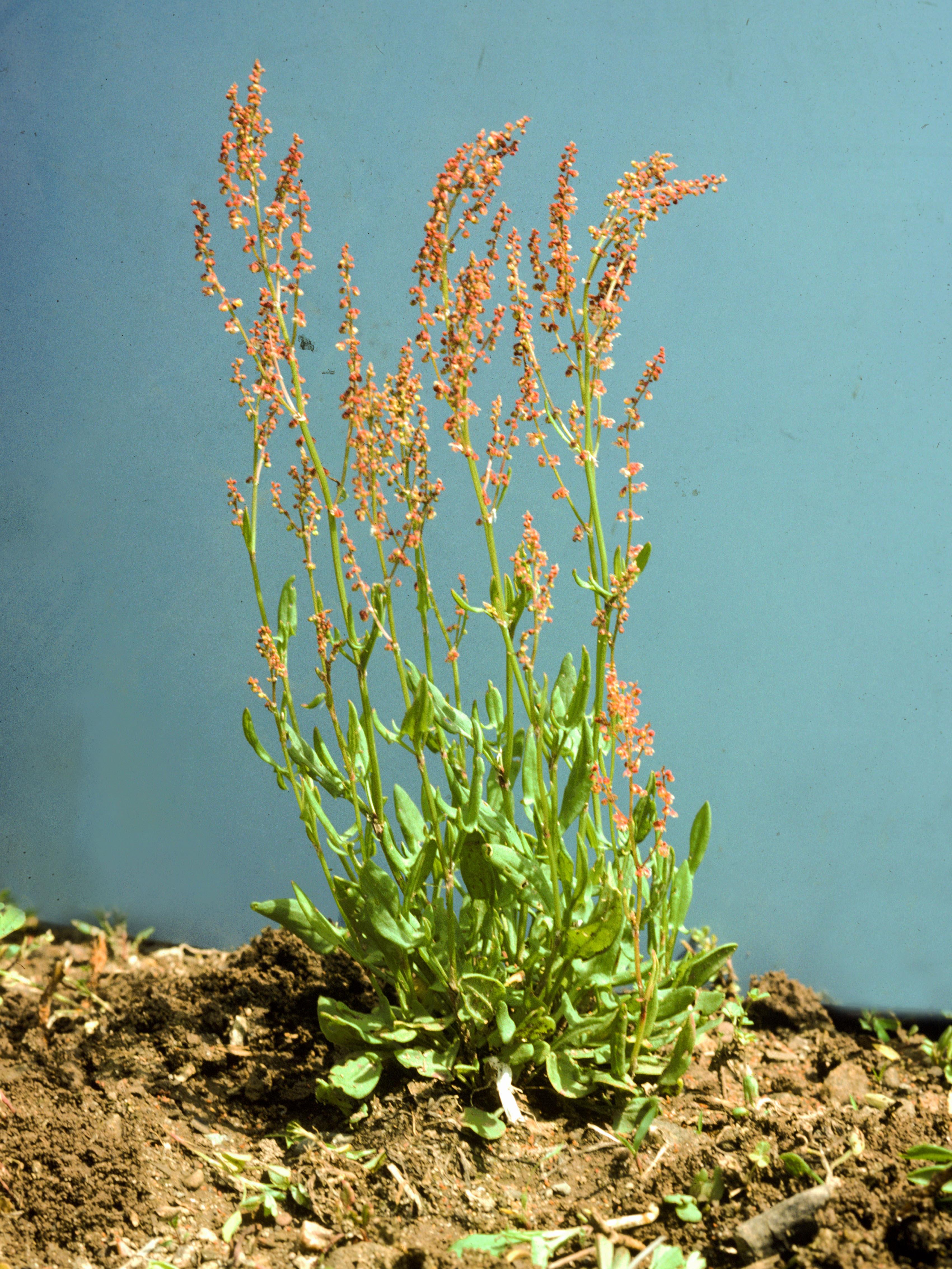 Laboratoire d'expertise et de diagnostic en phytoprotection - MAPAQ