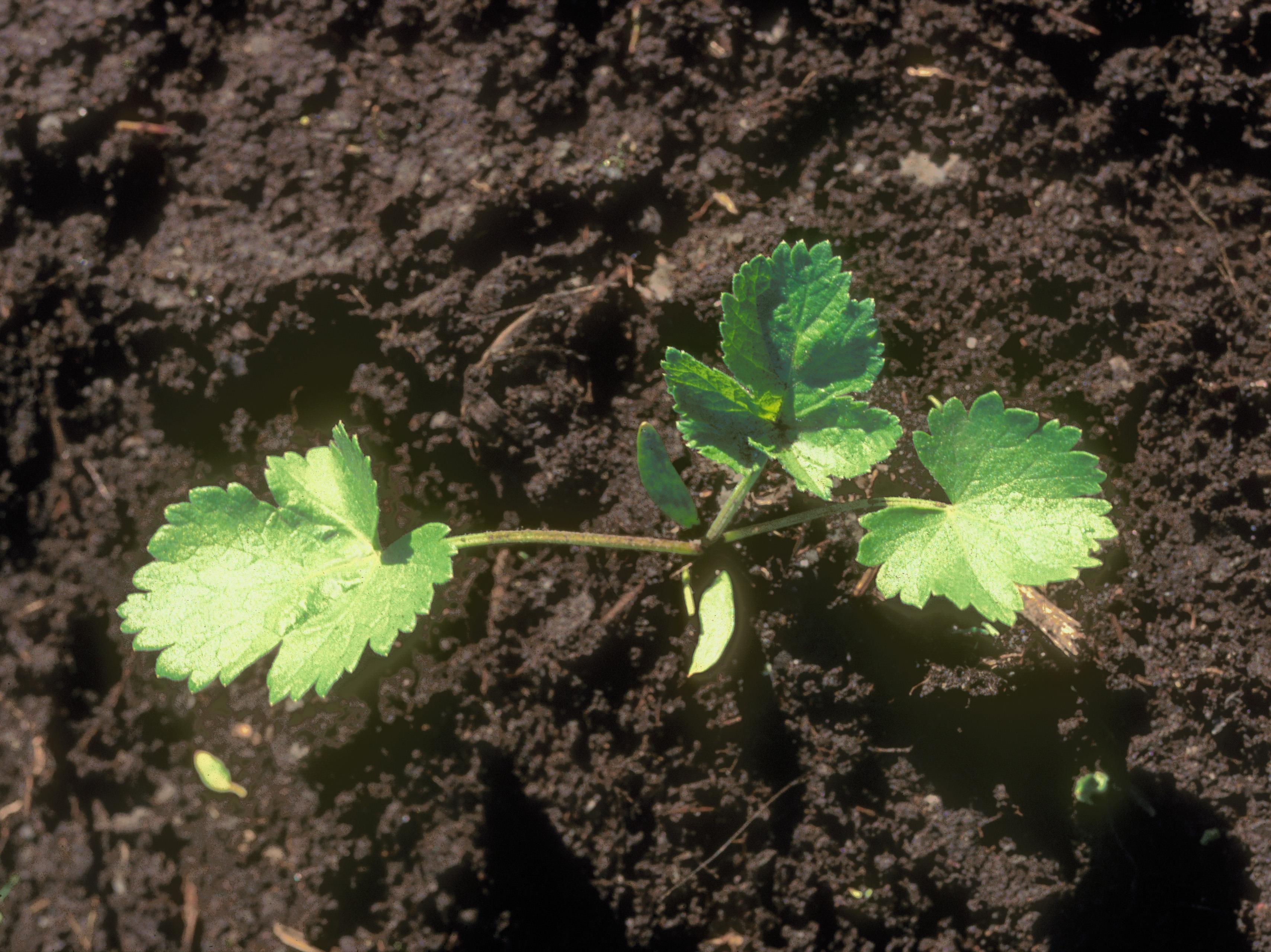 Laboratoire d'expertise et de diagnostic en phytoprotection - MAPAQ