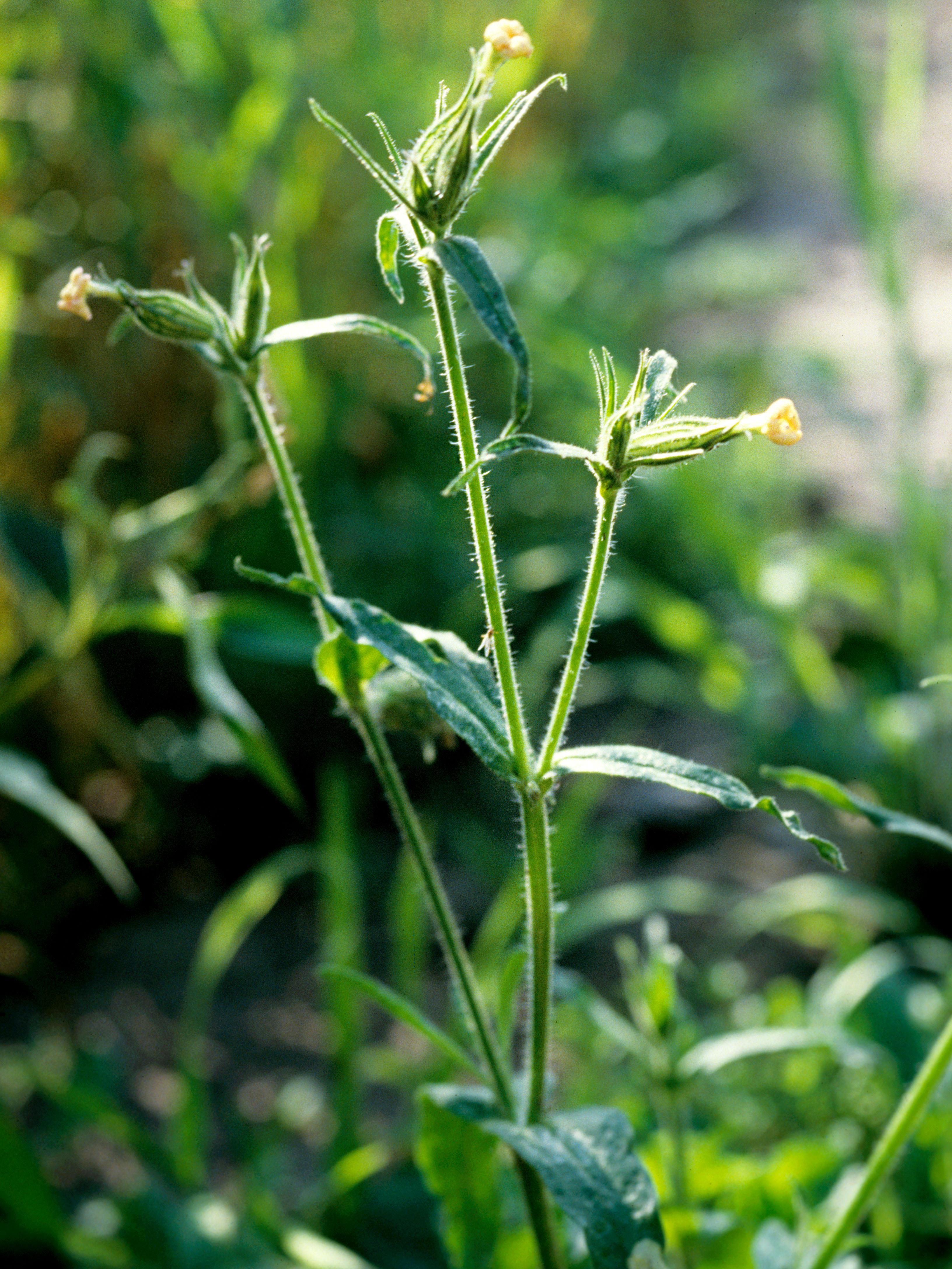 Laboratoire d'expertise et de diagnostic en phytoprotection - MAPAQ