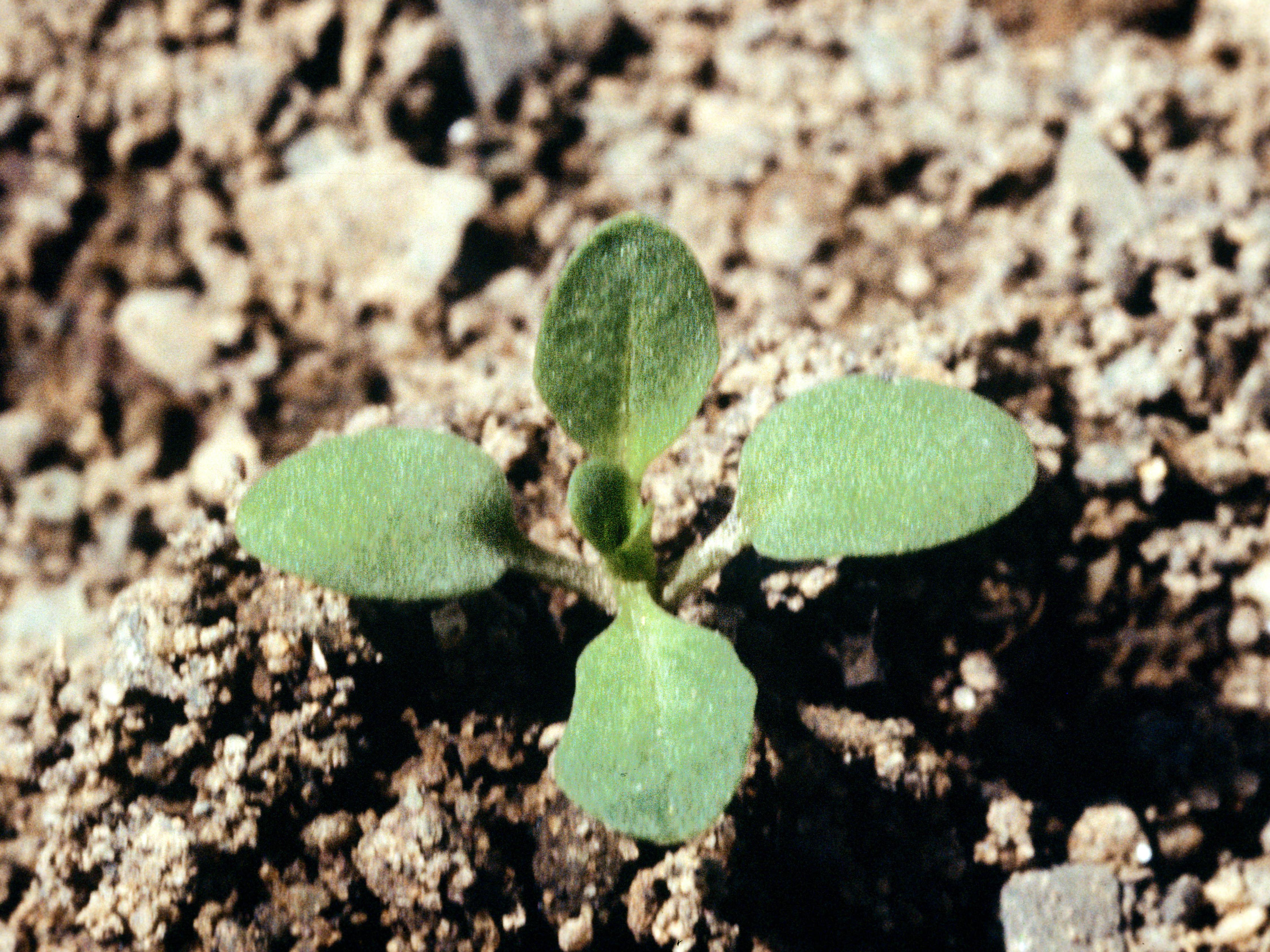 Laboratoire d'expertise et de diagnostic en phytoprotection - MAPAQ