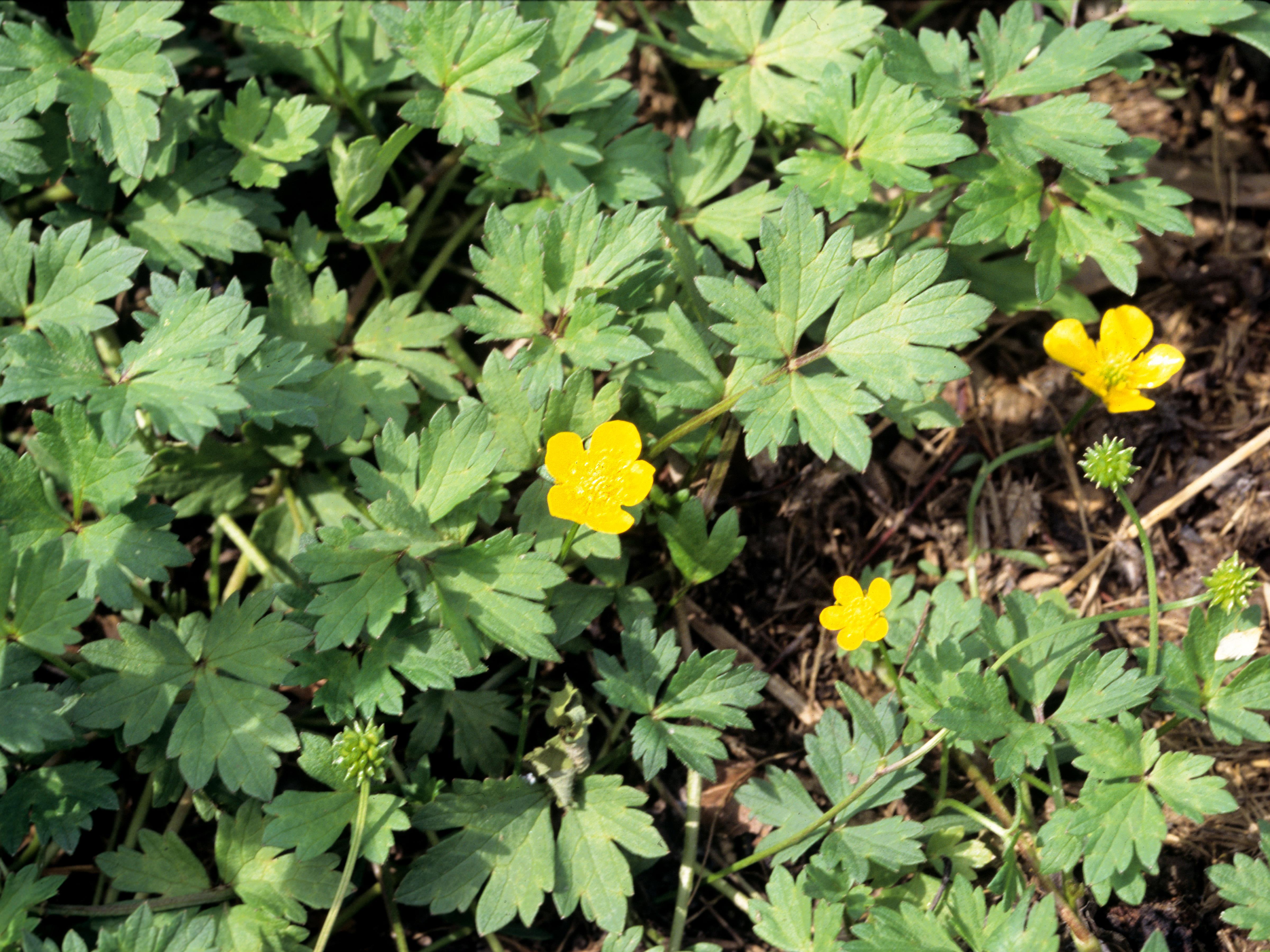 IRIIS phytoprotection - Fiche technique, Renoncule rampante - Creeping  buttercup