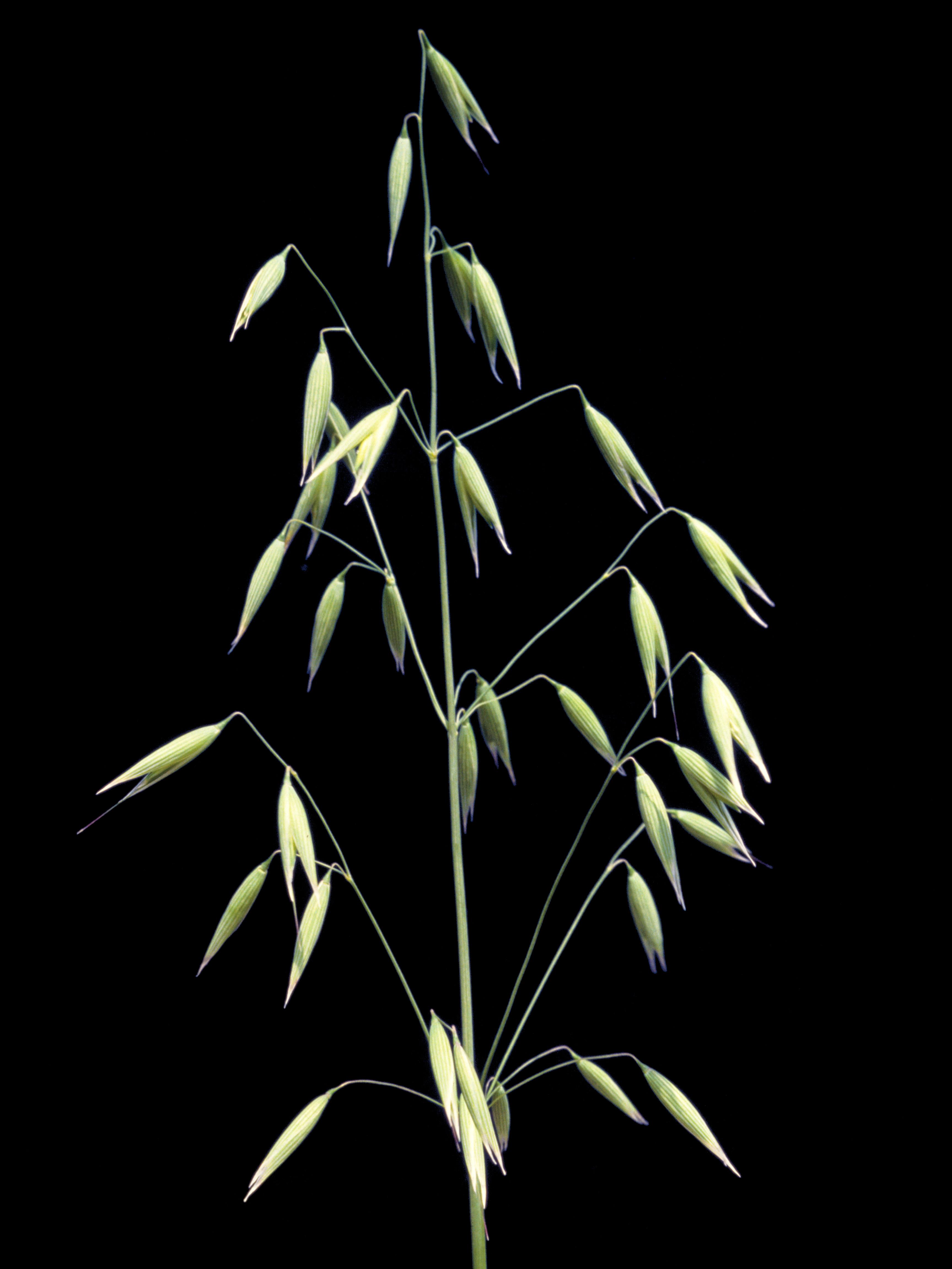Laboratoire d'expertise et de diagnostic en phytoprotection - MAPAQ