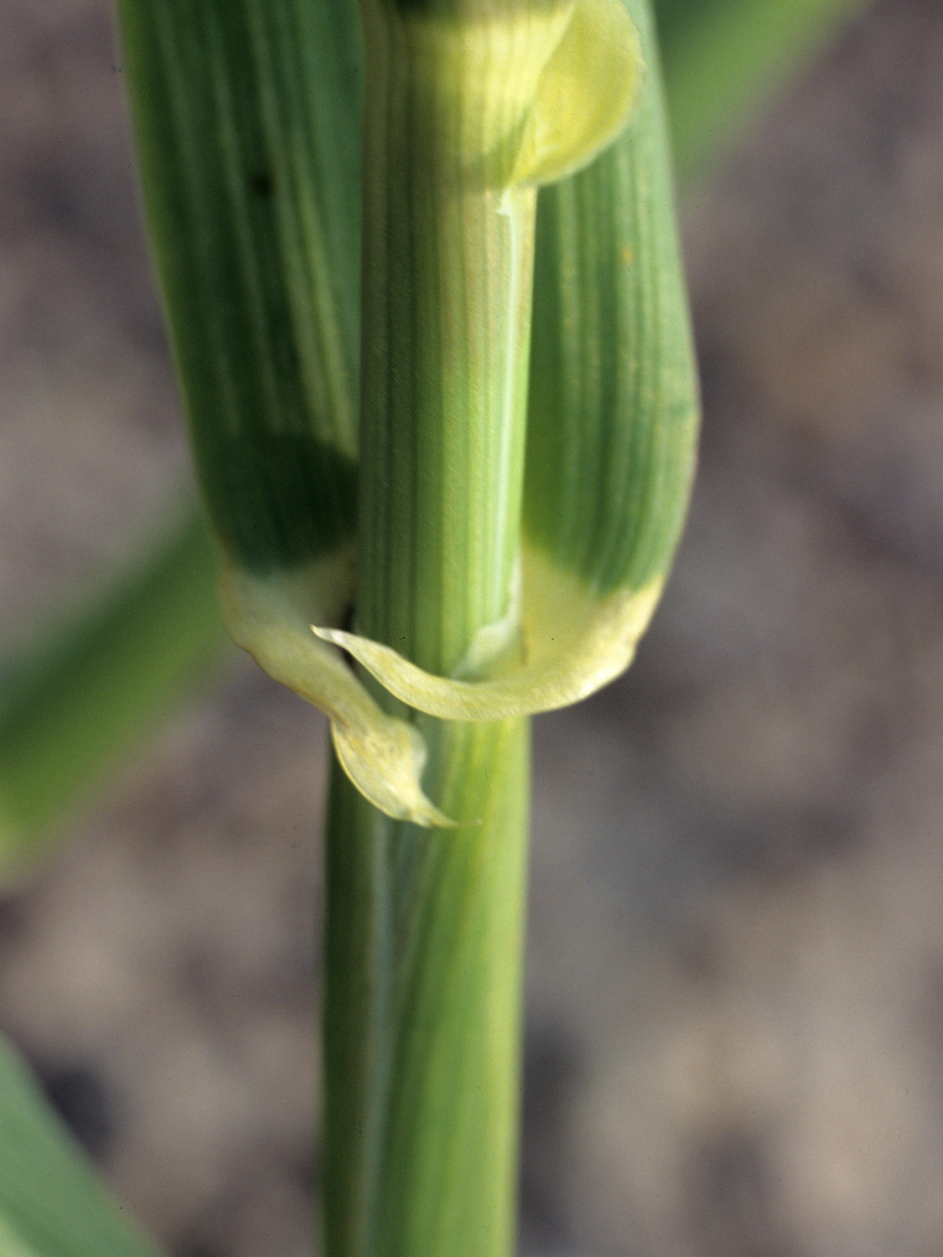 Laboratoire d'expertise et de diagnostic en phytoprotection - MAPAQ