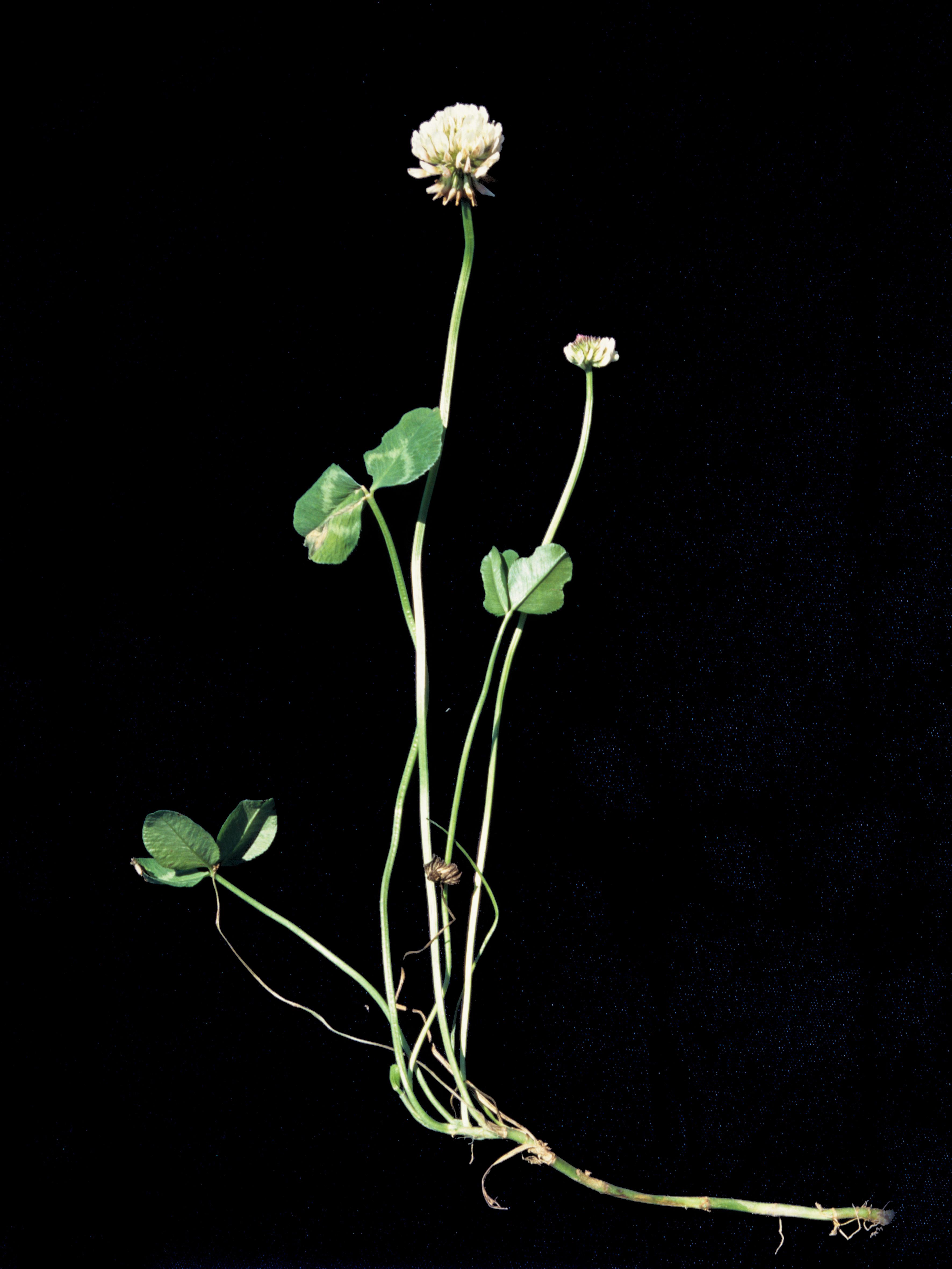 Laboratoire d'expertise et de diagnostic en phytoprotection - MAPAQ
