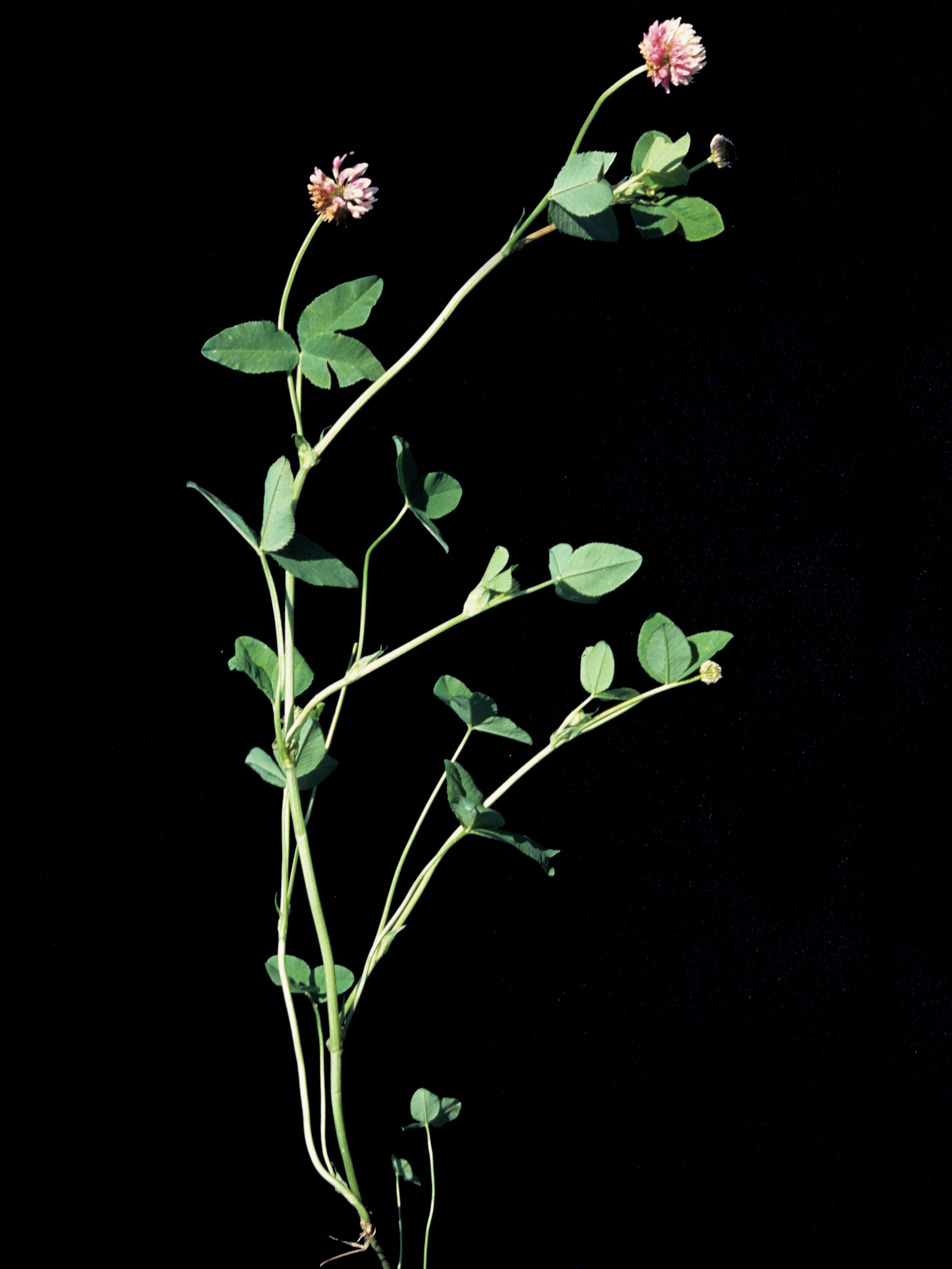 Laboratoire d'expertise et de diagnostic en phytoprotection - MAPAQ
