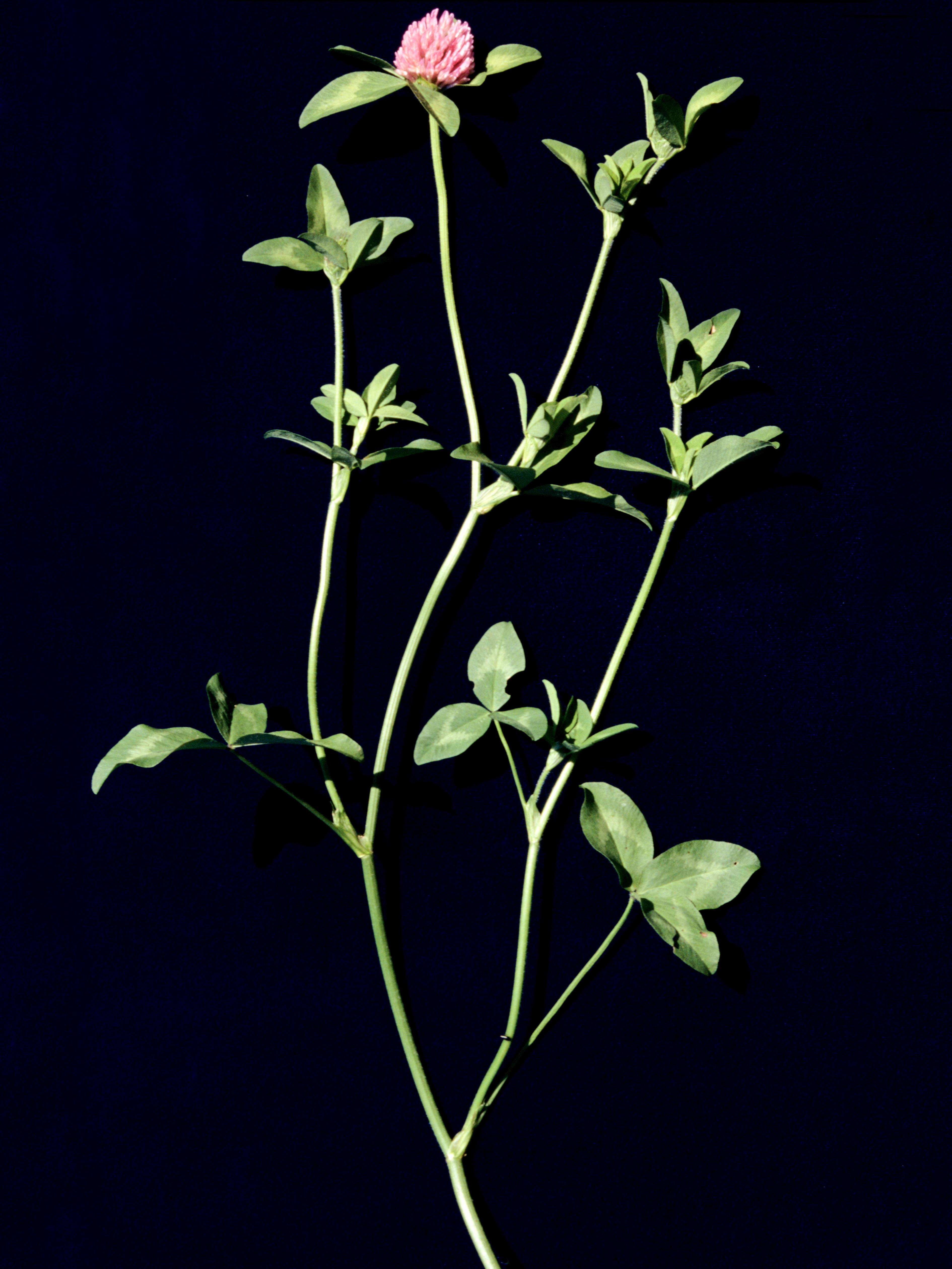 Laboratoire d'expertise et de diagnostic en phytoprotection - MAPAQ