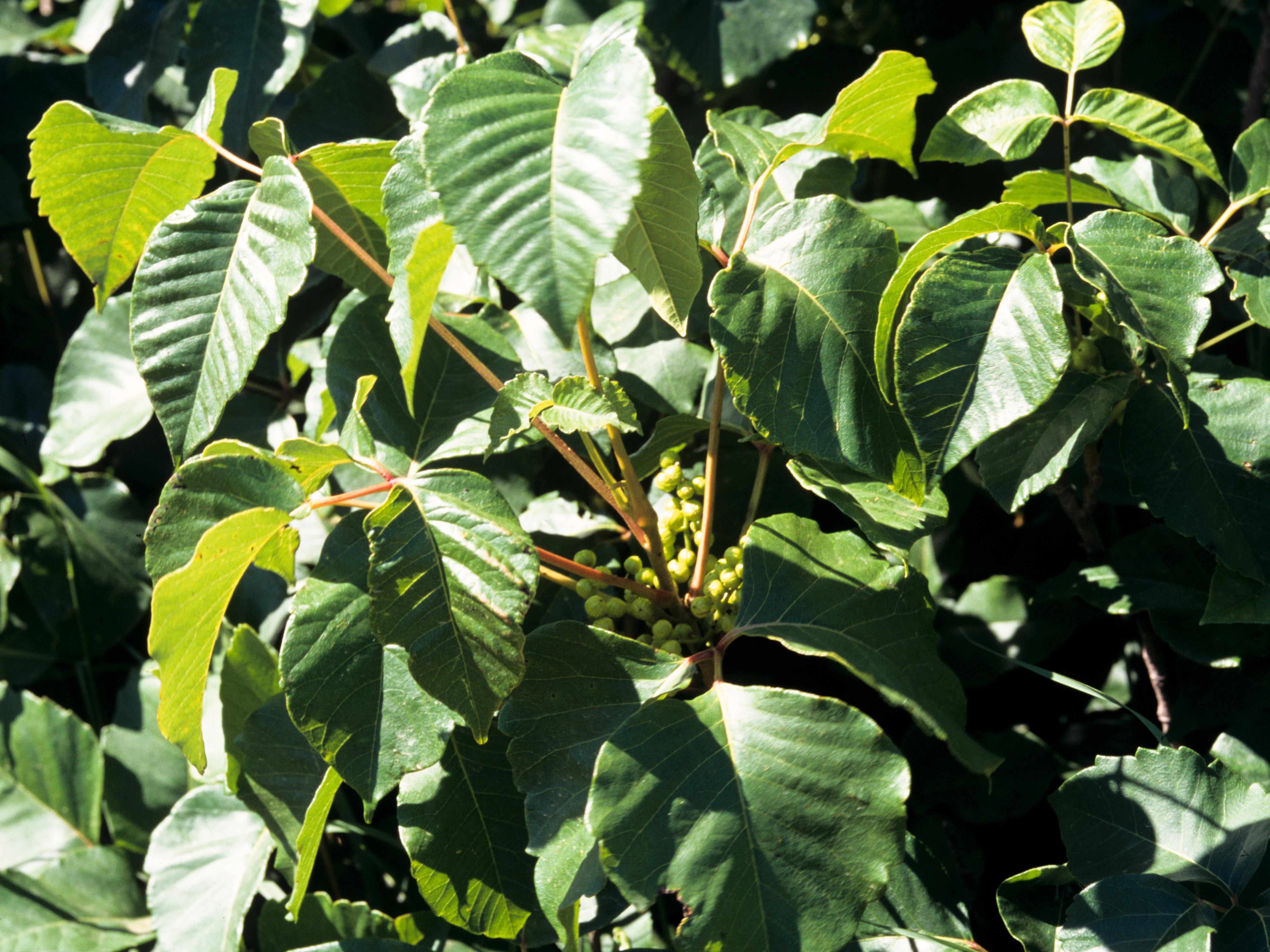 Laboratoire d'expertise et de diagnostic en phytoprotection - MAPAQ