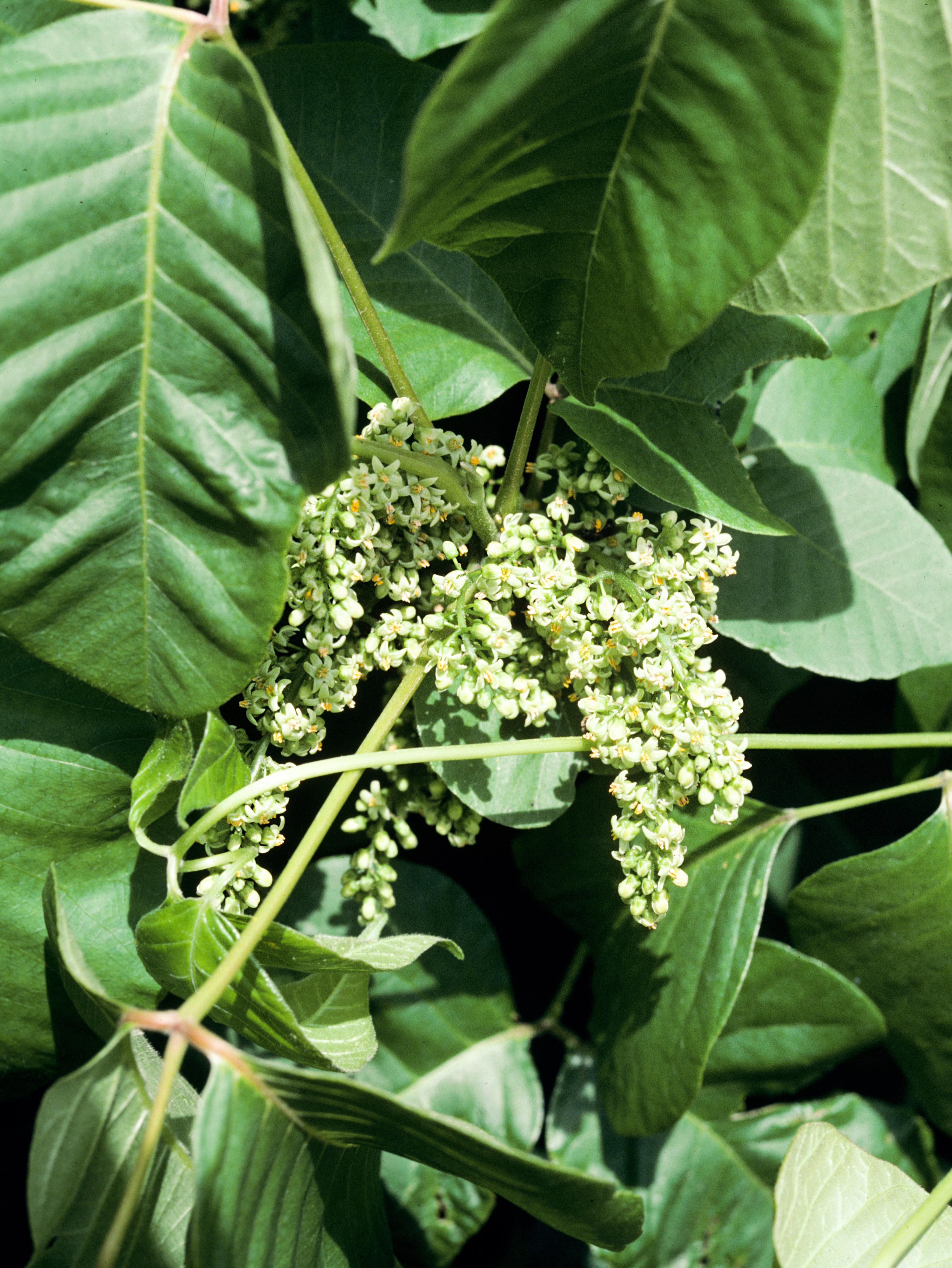Laboratoire d'expertise et de diagnostic en phytoprotection - MAPAQ