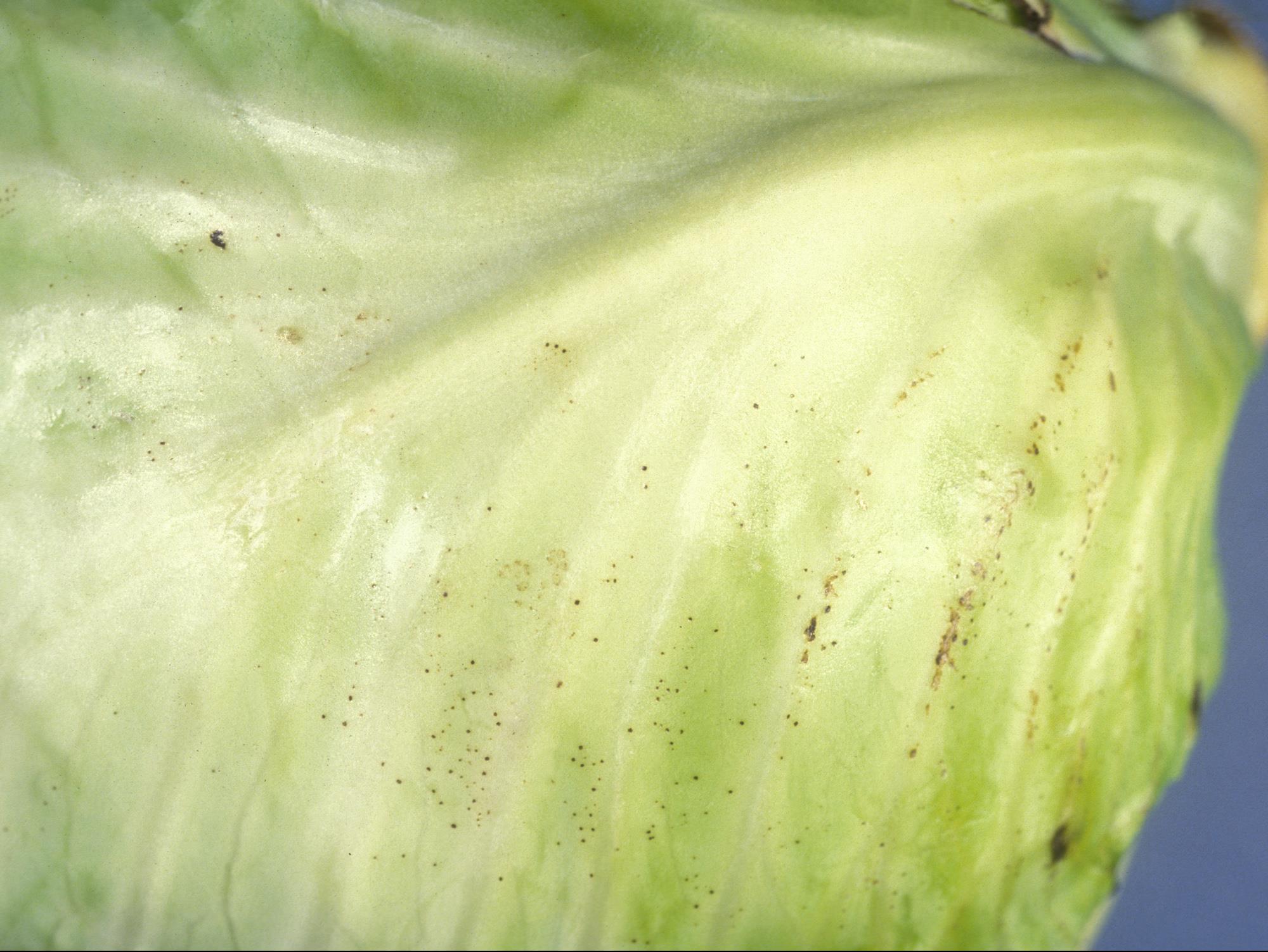 Laboratoire d'expertise et de diagnostic en phytoprotection - MAPAQ