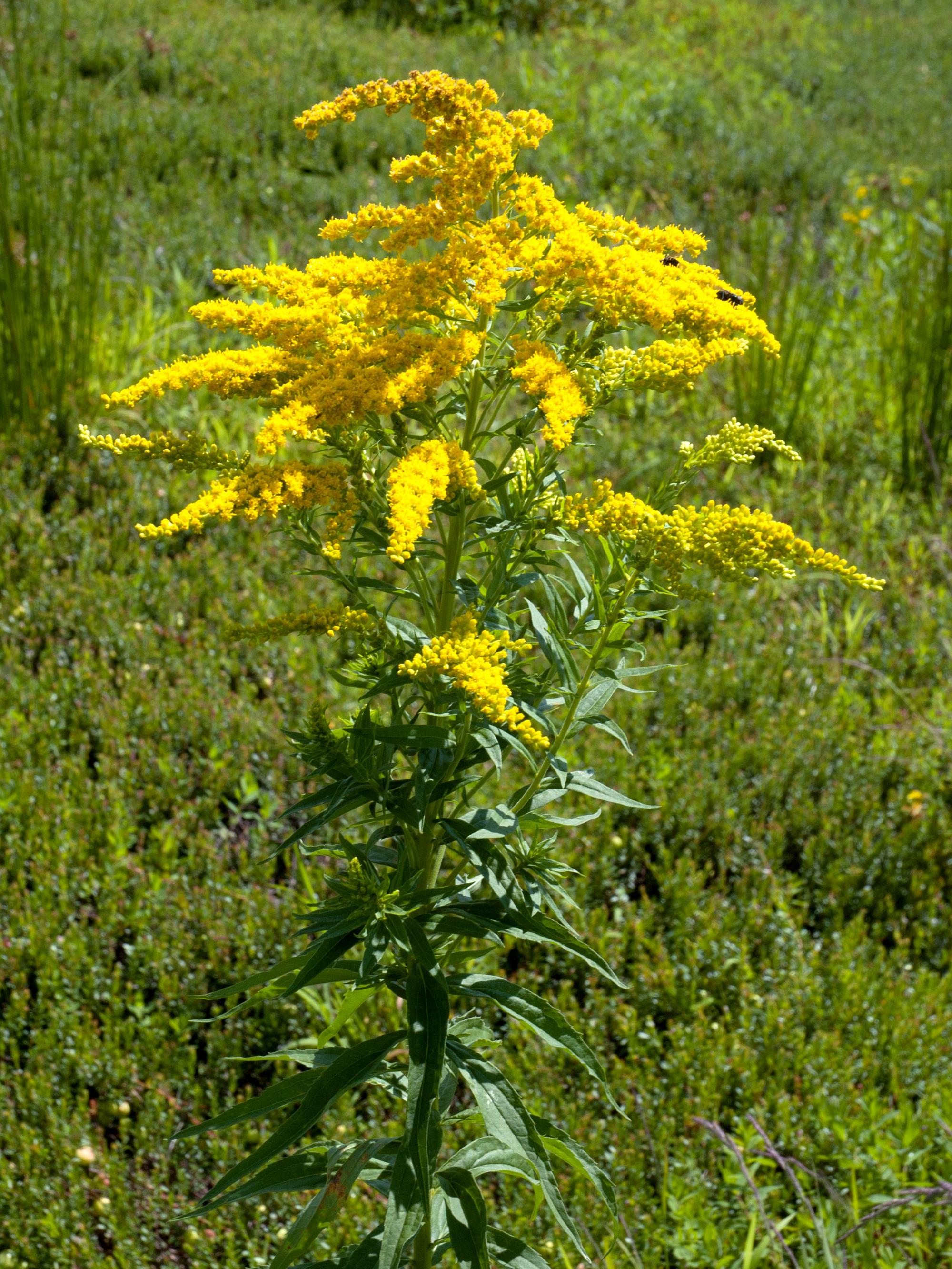 IRIIS phytoprotection Fiche technique, Verge d'or du Canada Canada goldenrod