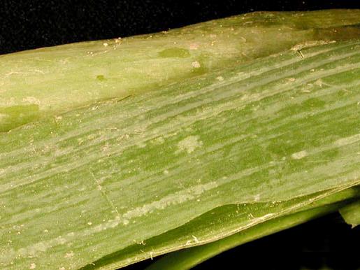 Laboratoire d'expertise et de diagnostic en phytoprotection - MAPAQ