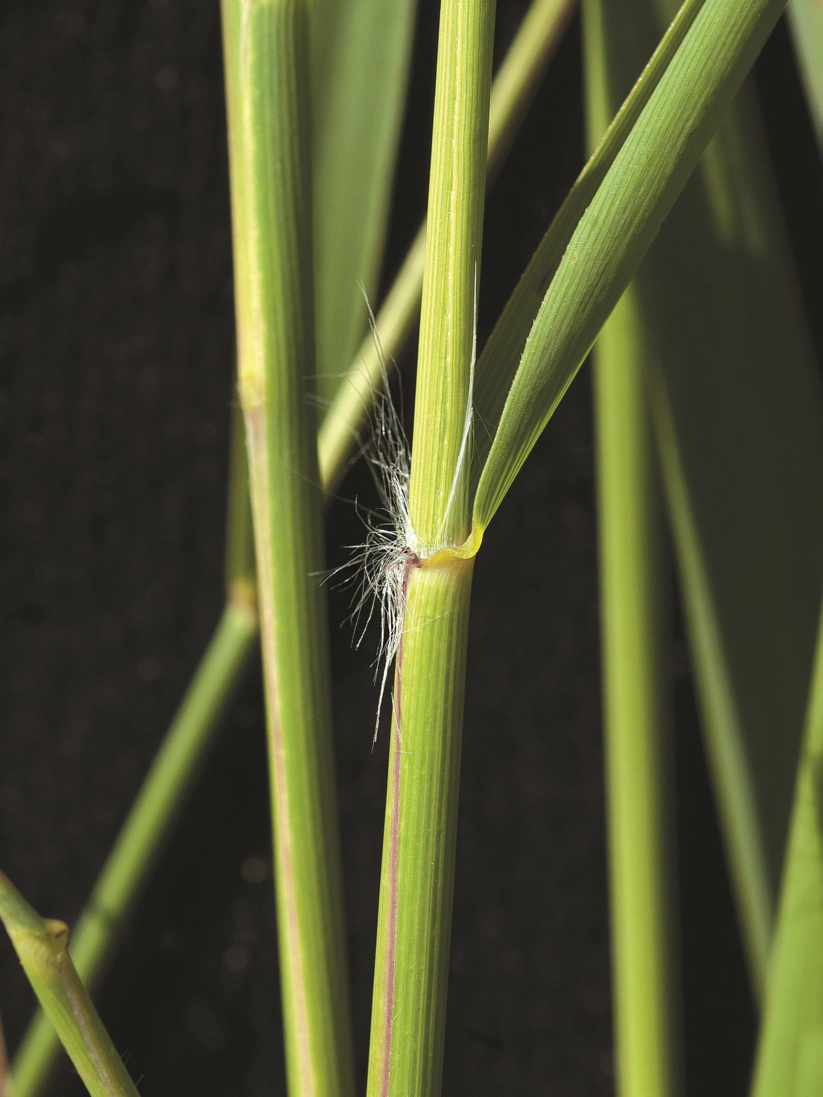 Laboratoire d'expertise et de diagnostic en phytoprotection - MAPAQ