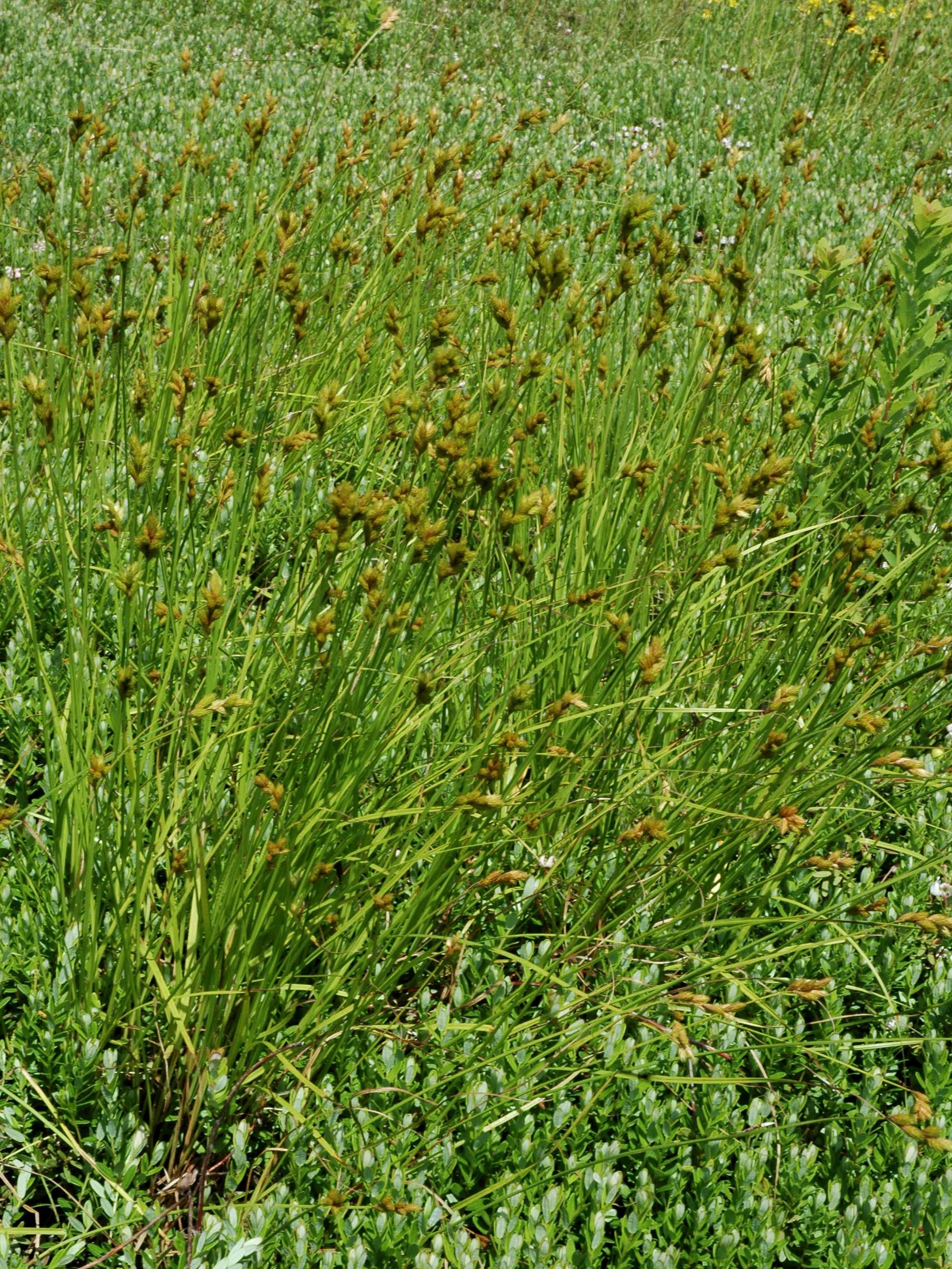 Laboratoire d'expertise et de diagnostic en phytoprotection - MAPAQ