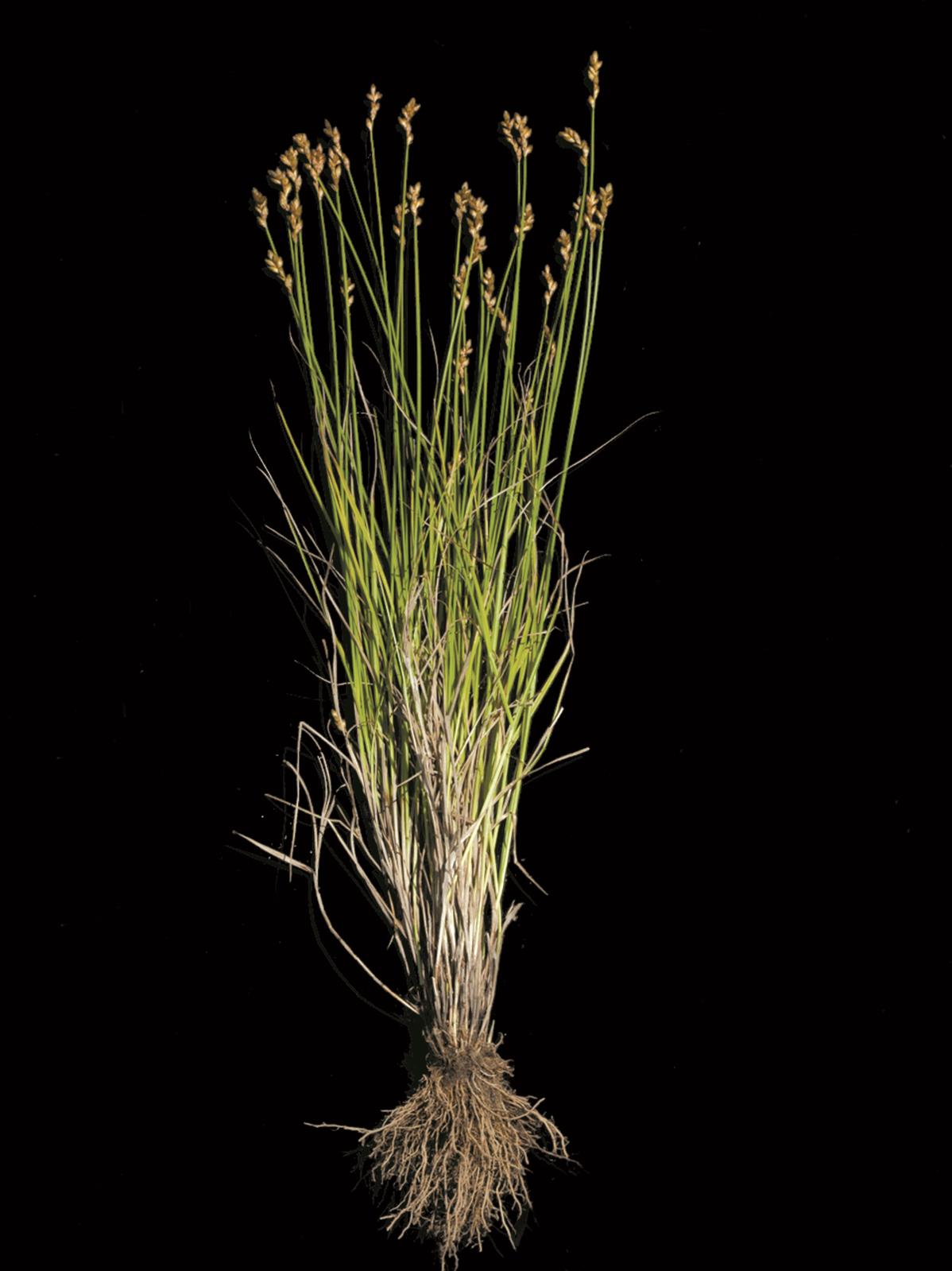 Laboratoire d'expertise et de diagnostic en phytoprotection - MAPAQ