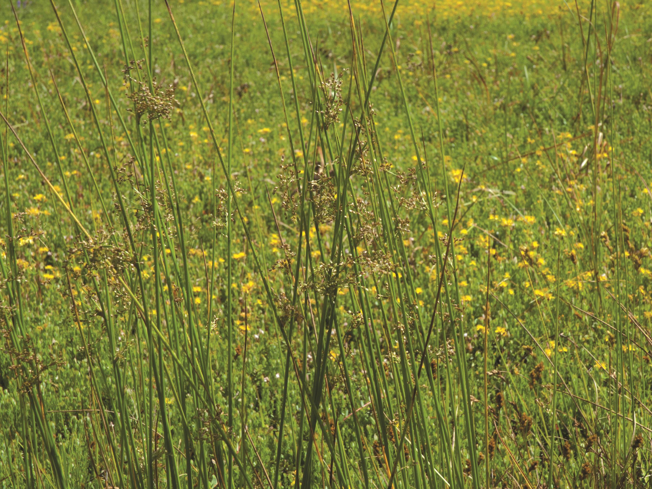 Laboratoire d'expertise et de diagnostic en phytoprotection - MAPAQ