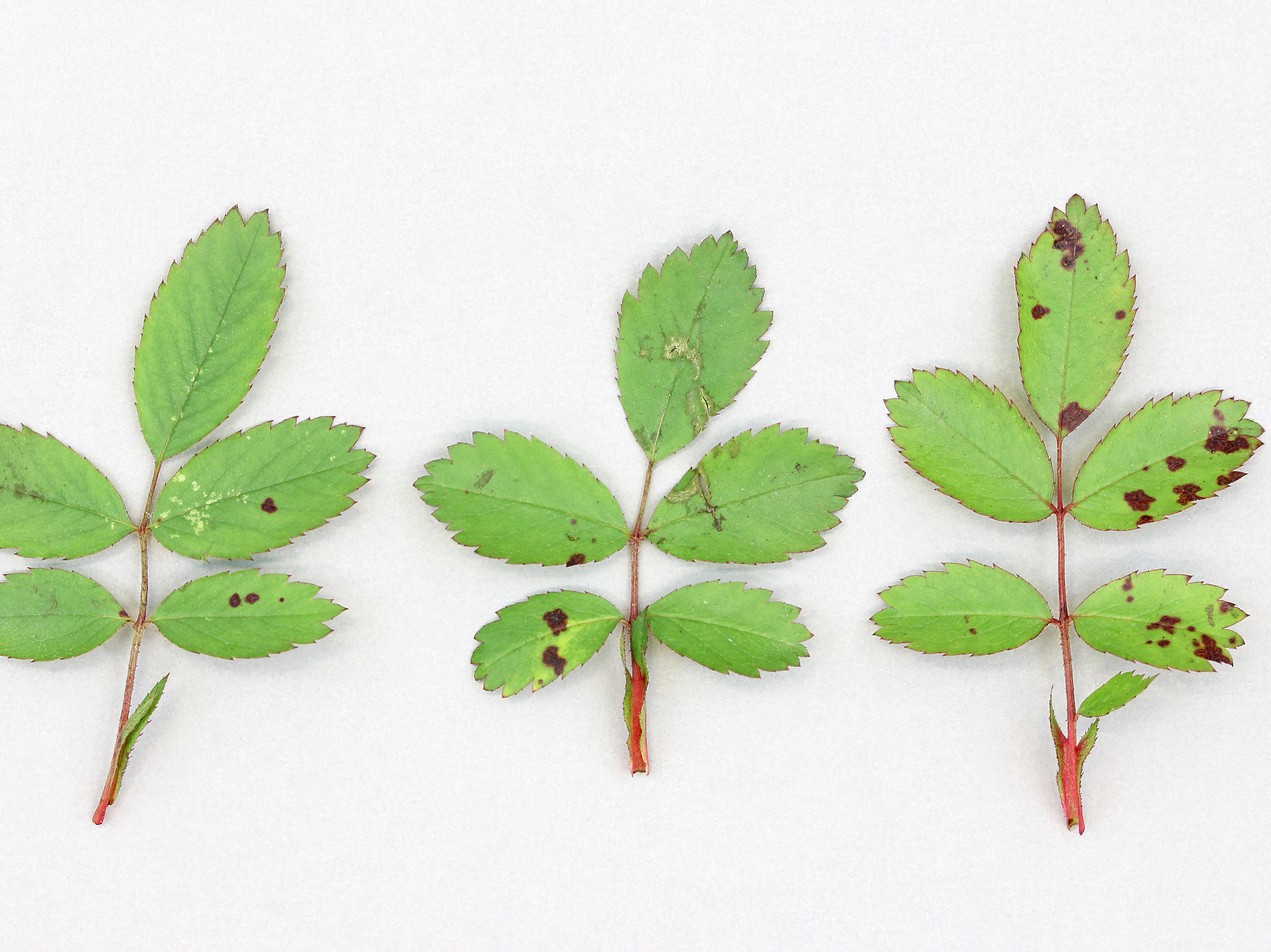 Laboratoire d'expertise et de diagnostic en phytoprotection - MAPAQ