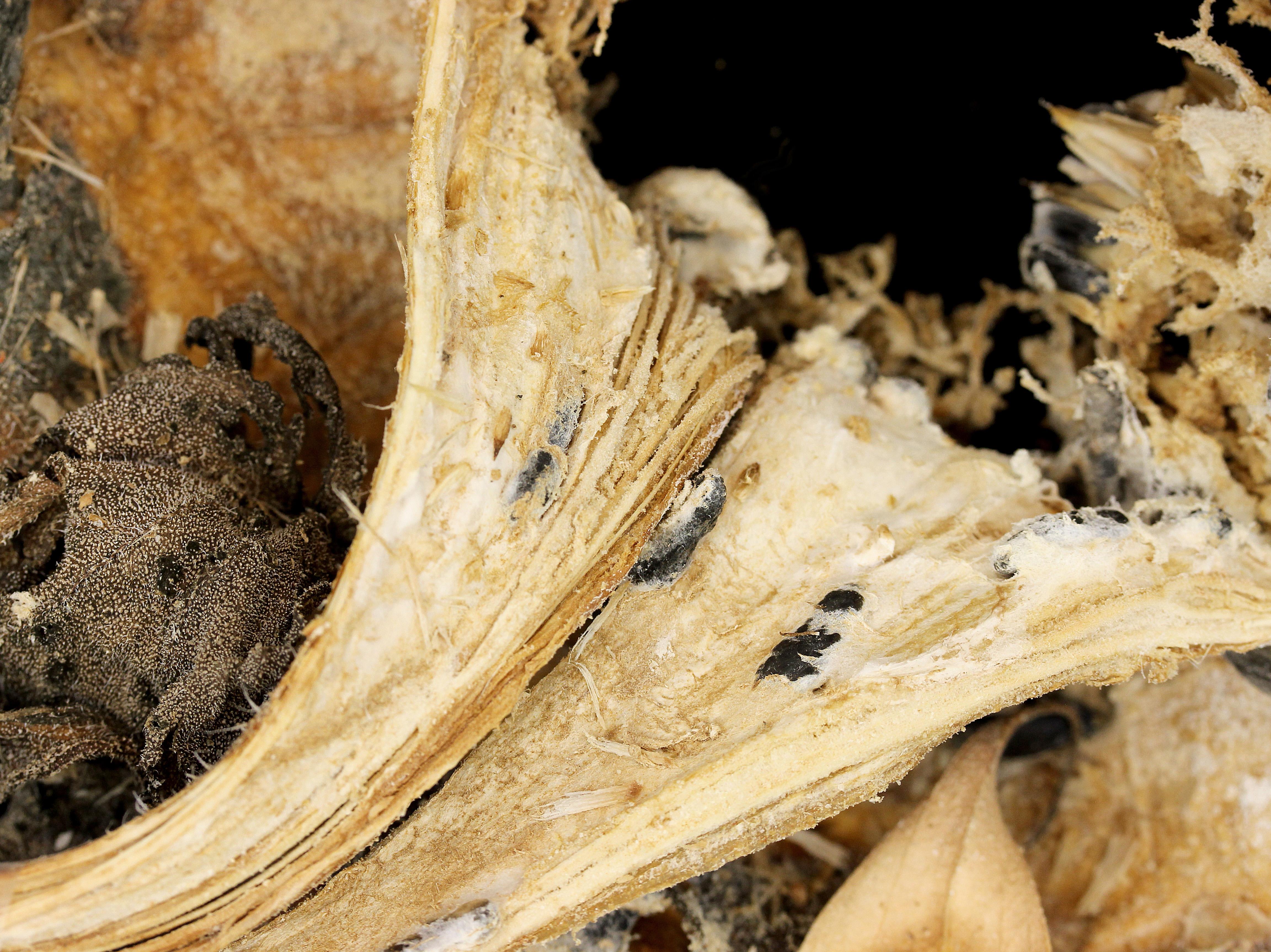 Laboratoire d'expertise et de diagnostic en phytoprotection - MAPAQ