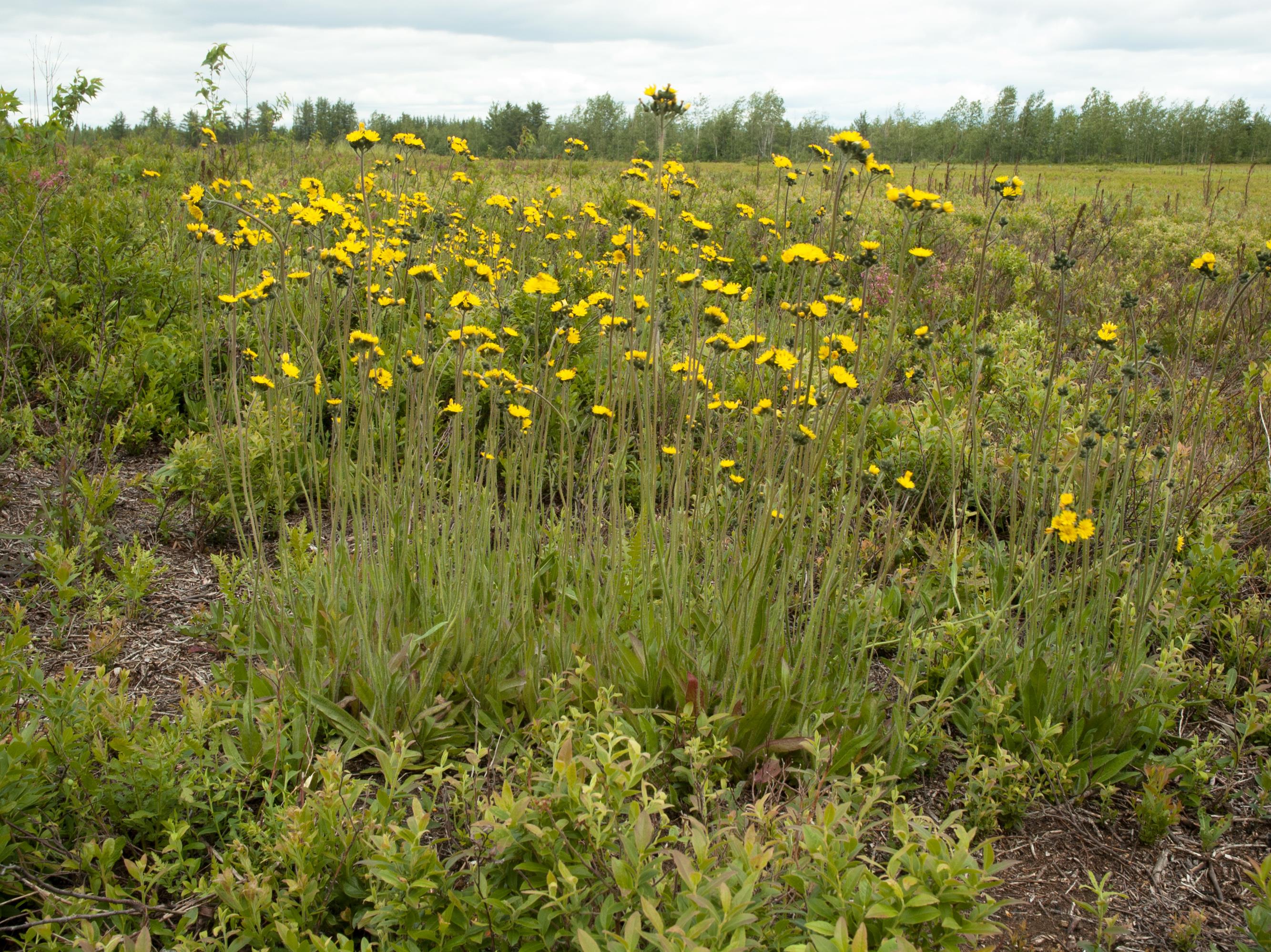 Laboratoire d'expertise et de diagnostic en phytoprotection - MAPAQ