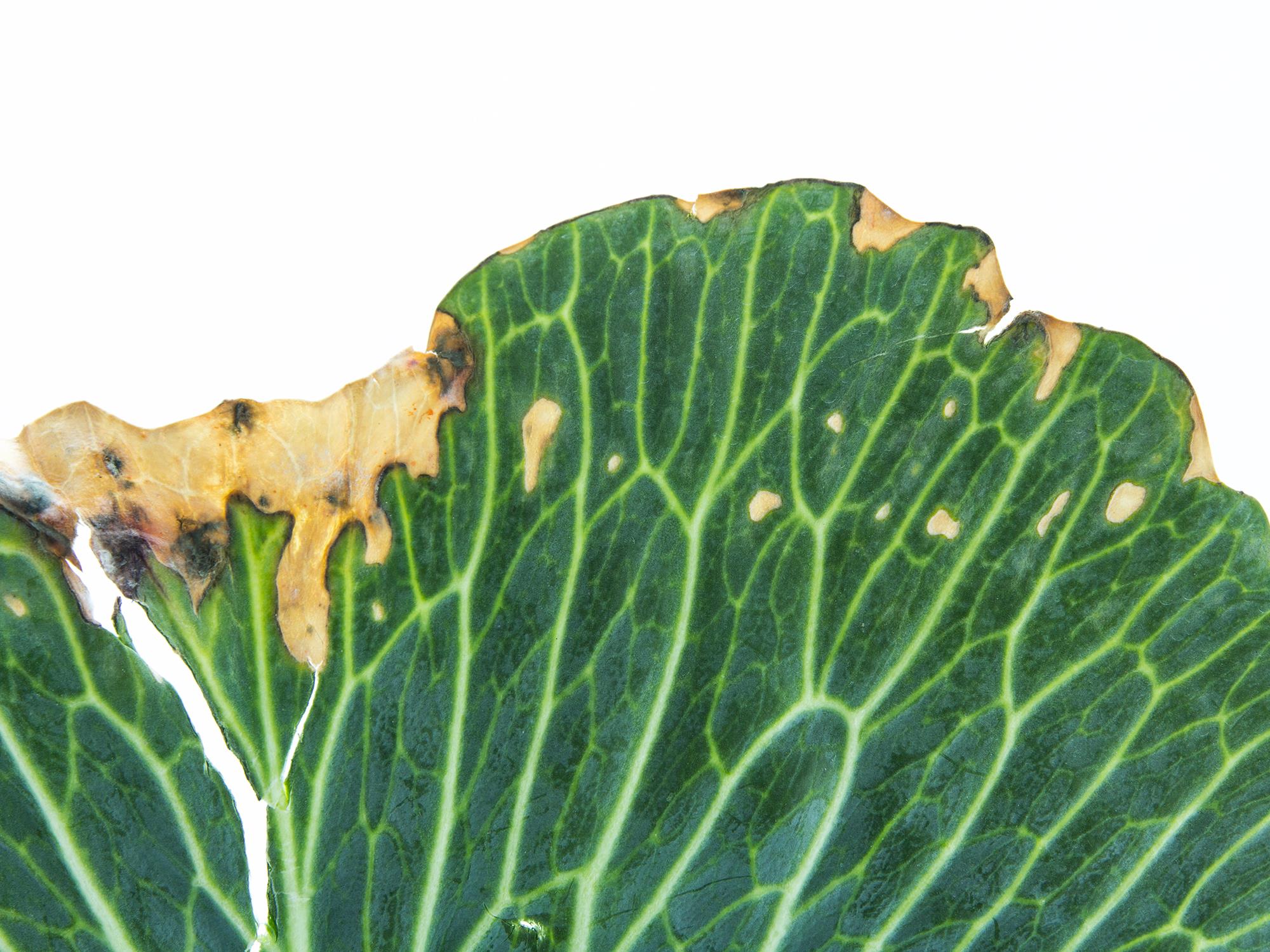 Laboratoire d'expertise et de diagnostic en phytoprotection - MAPAQ