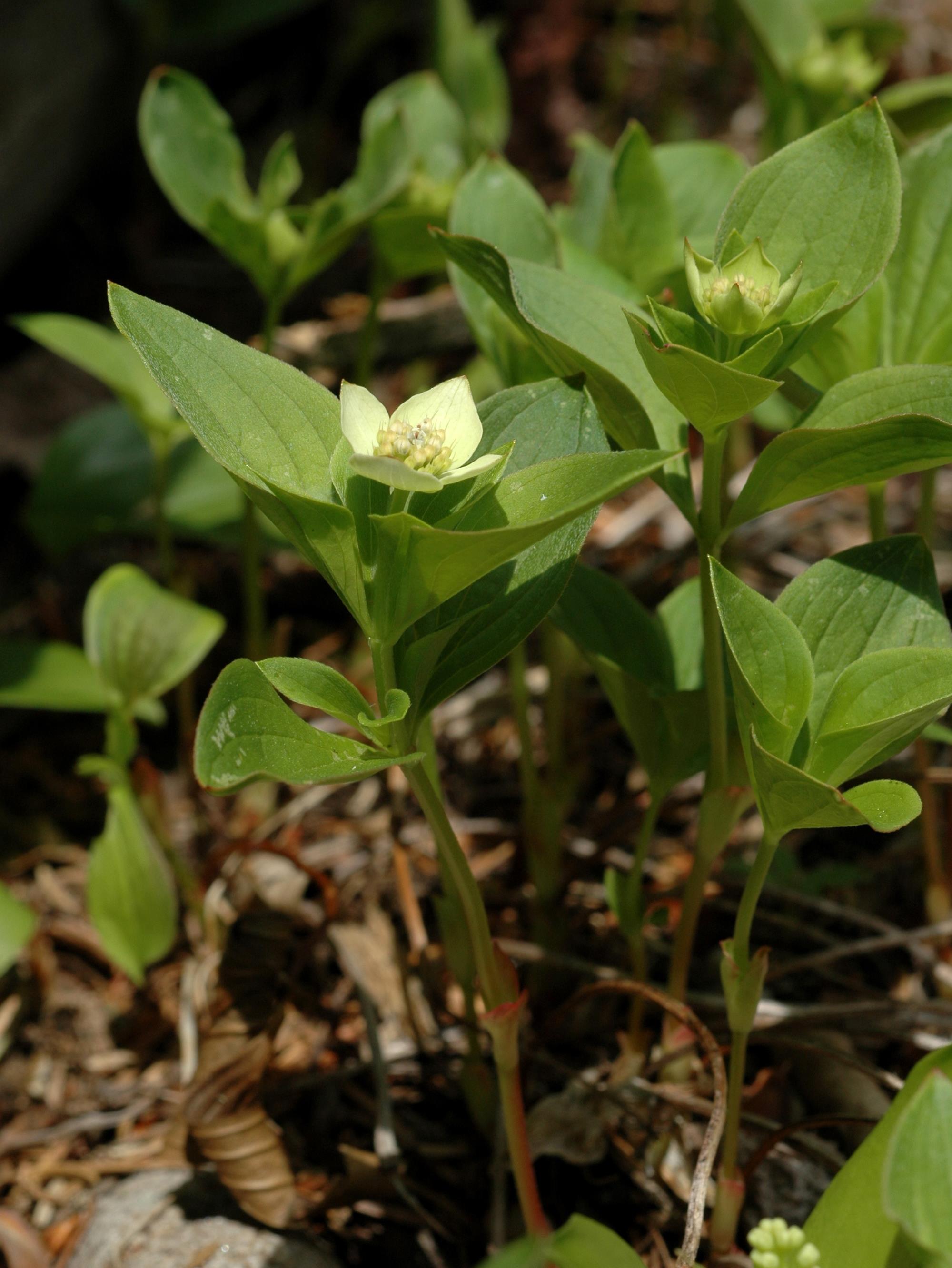 Laboratoire d'expertise et de diagnostic en phytoprotection - MAPAQ