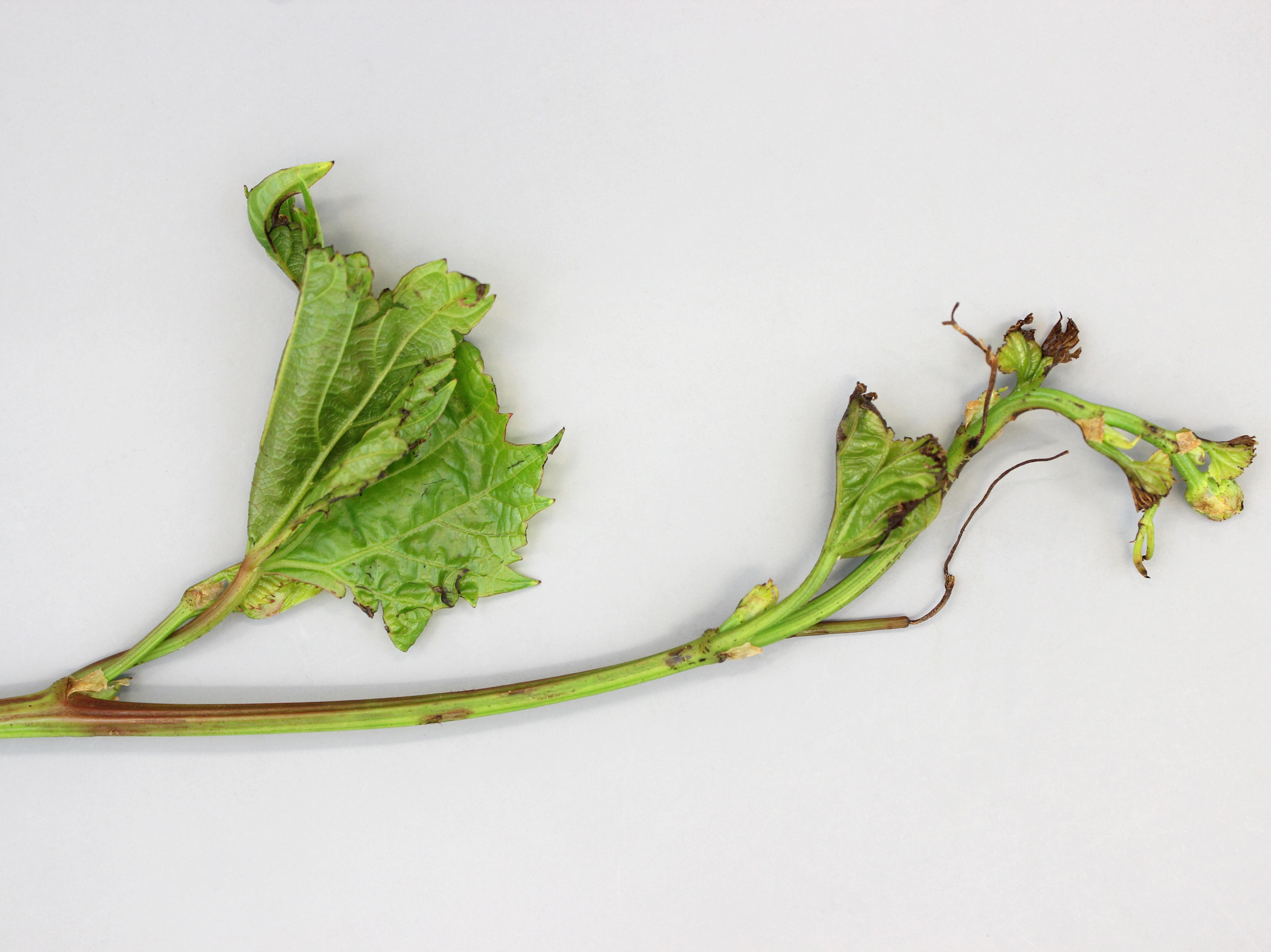Laboratoire d'expertise et de diagnostic en phytoprotection - MAPAQ