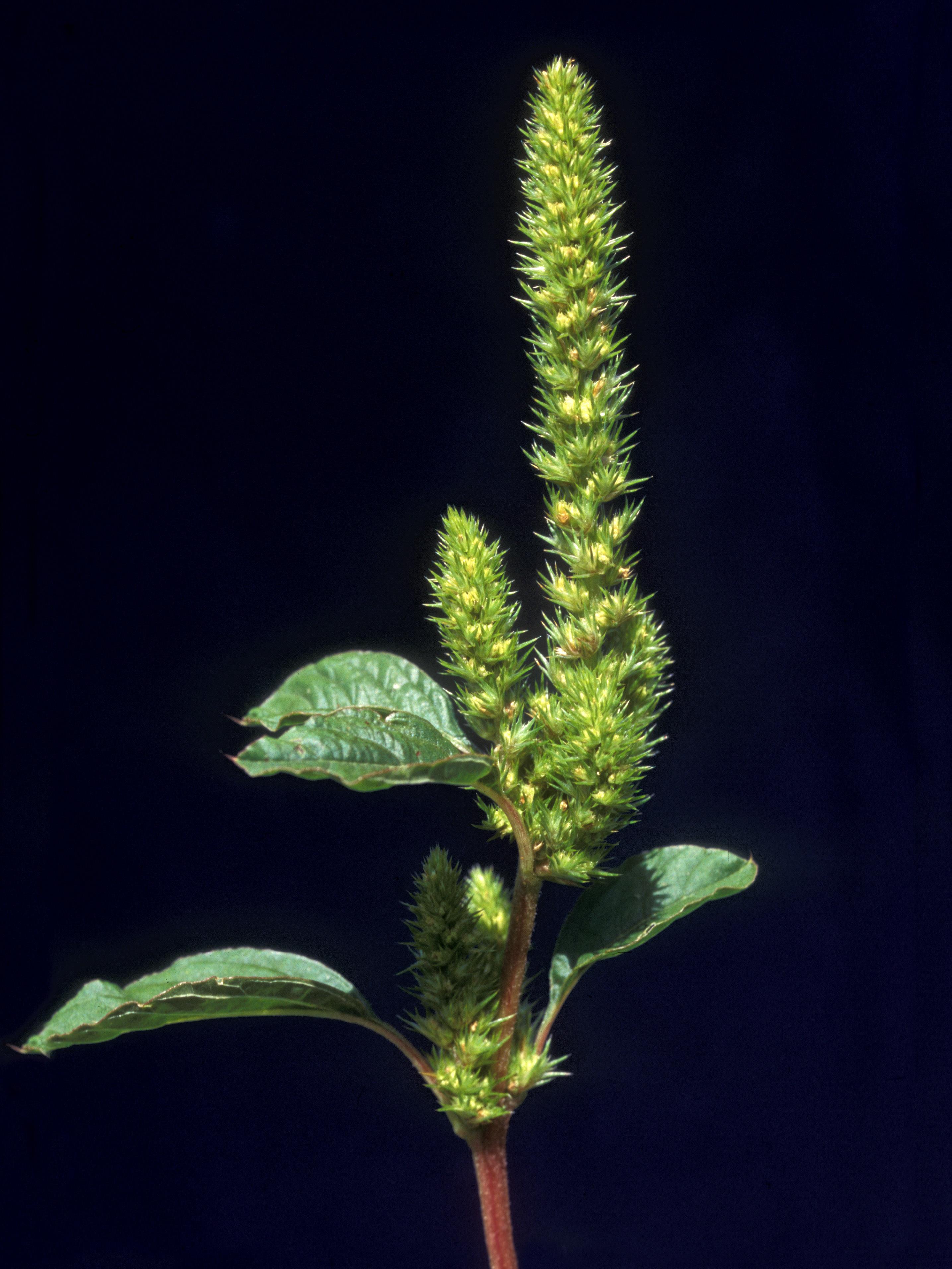 Laboratoire d'expertise et de diagnostic en phytoprotection - MAPAQ