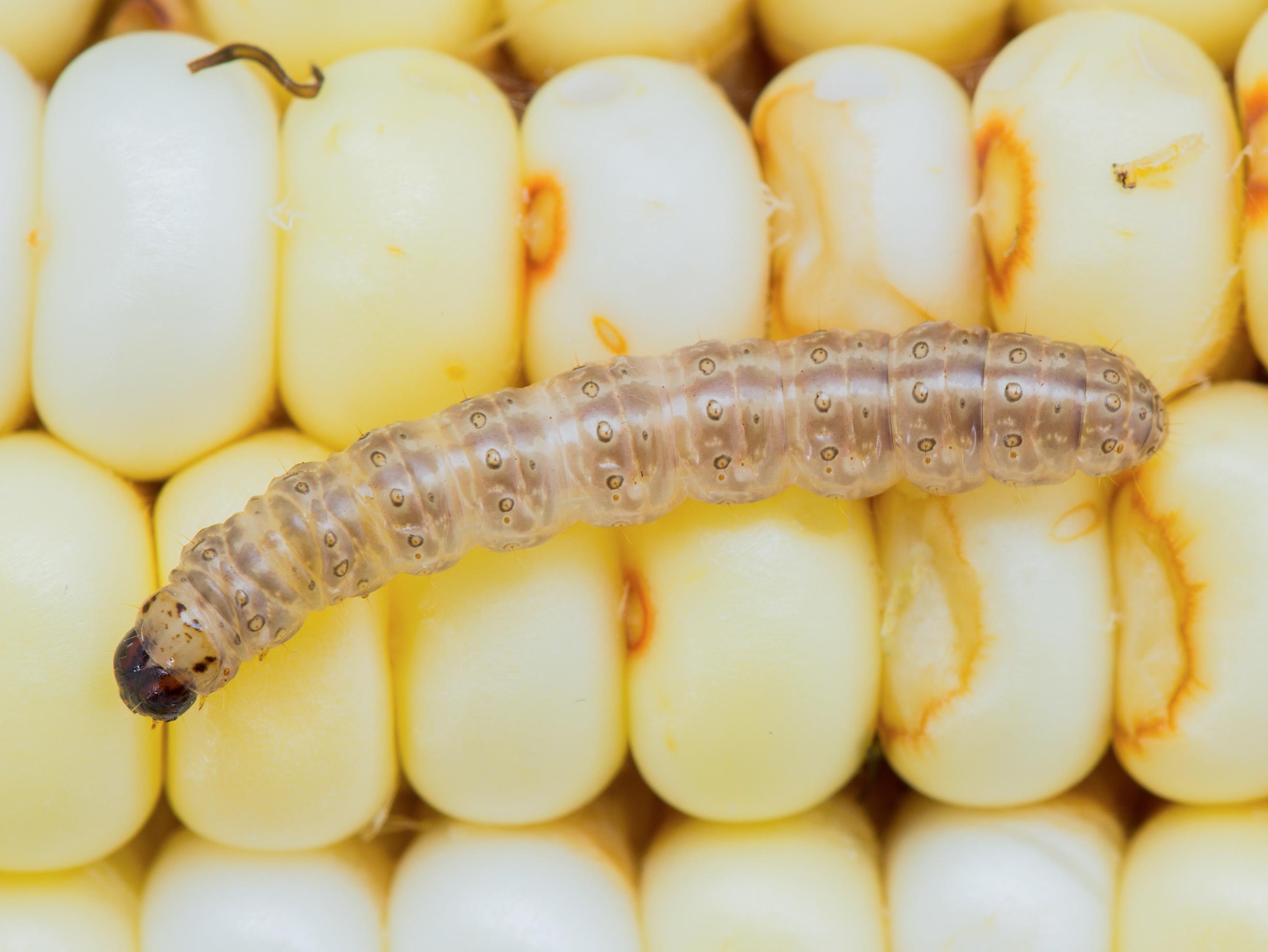 Laboratoire d'expertise et de diagnostic en phytoprotection - MAPAQ