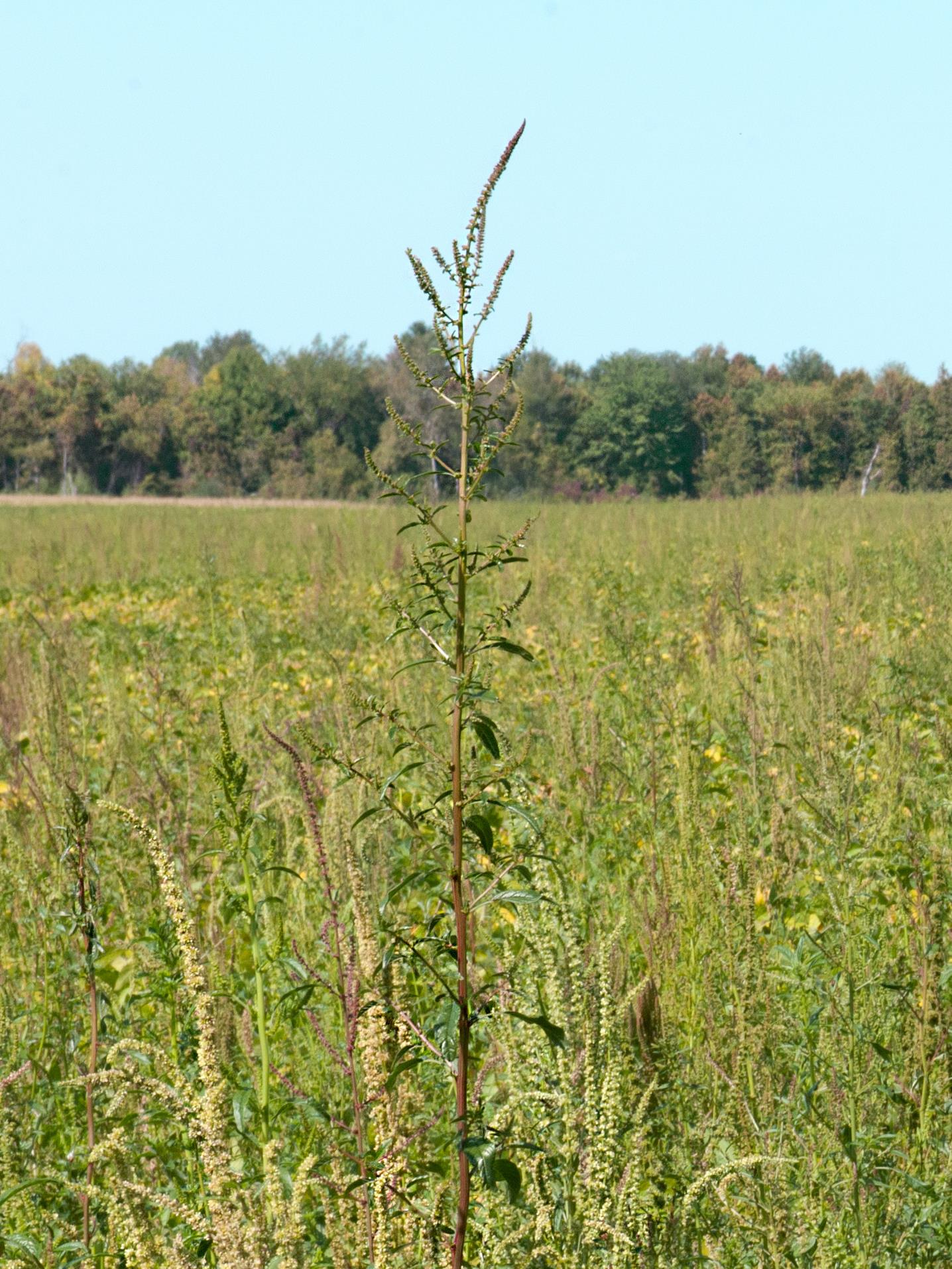 Laboratoire d'expertise et de diagnostic en phytoprotection - MAPAQ