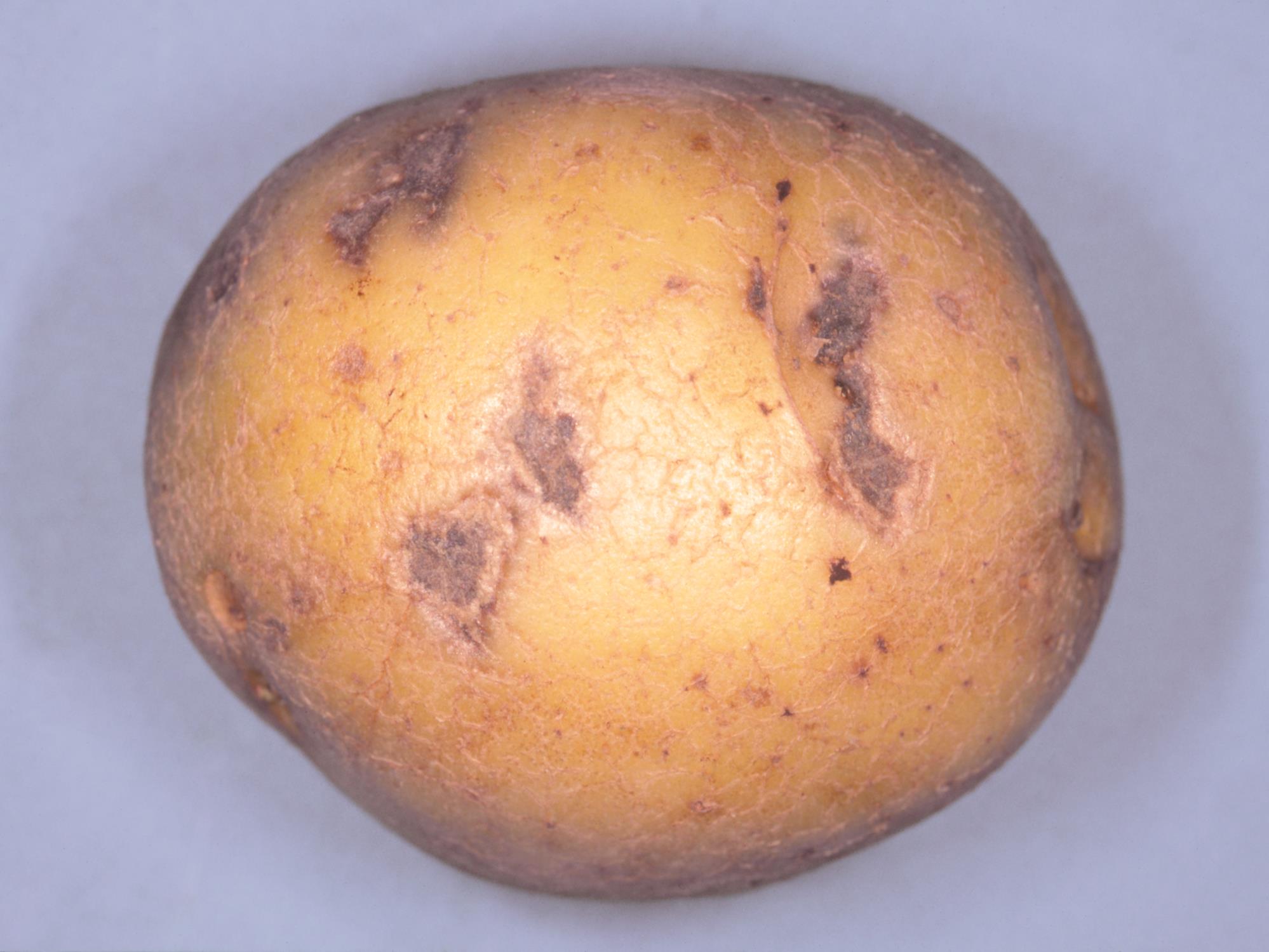 IRIIS phytoprotection Fiche technique, Maladie Brûlure