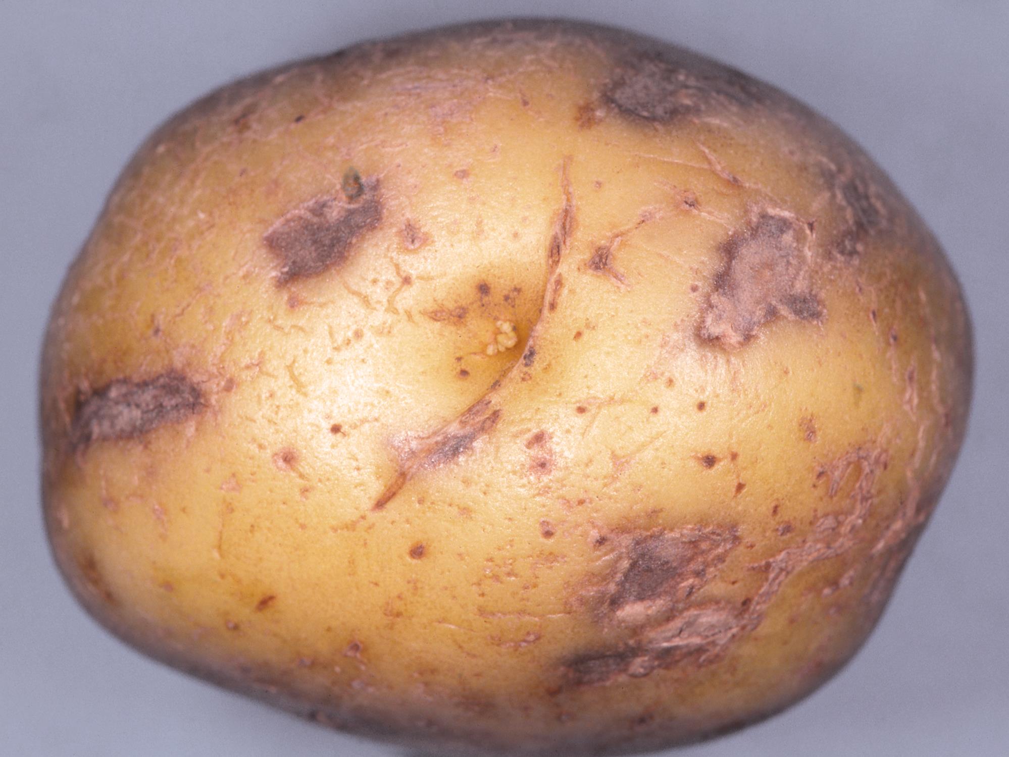 IRIIS phytoprotection Fiche technique, Maladie Brûlure