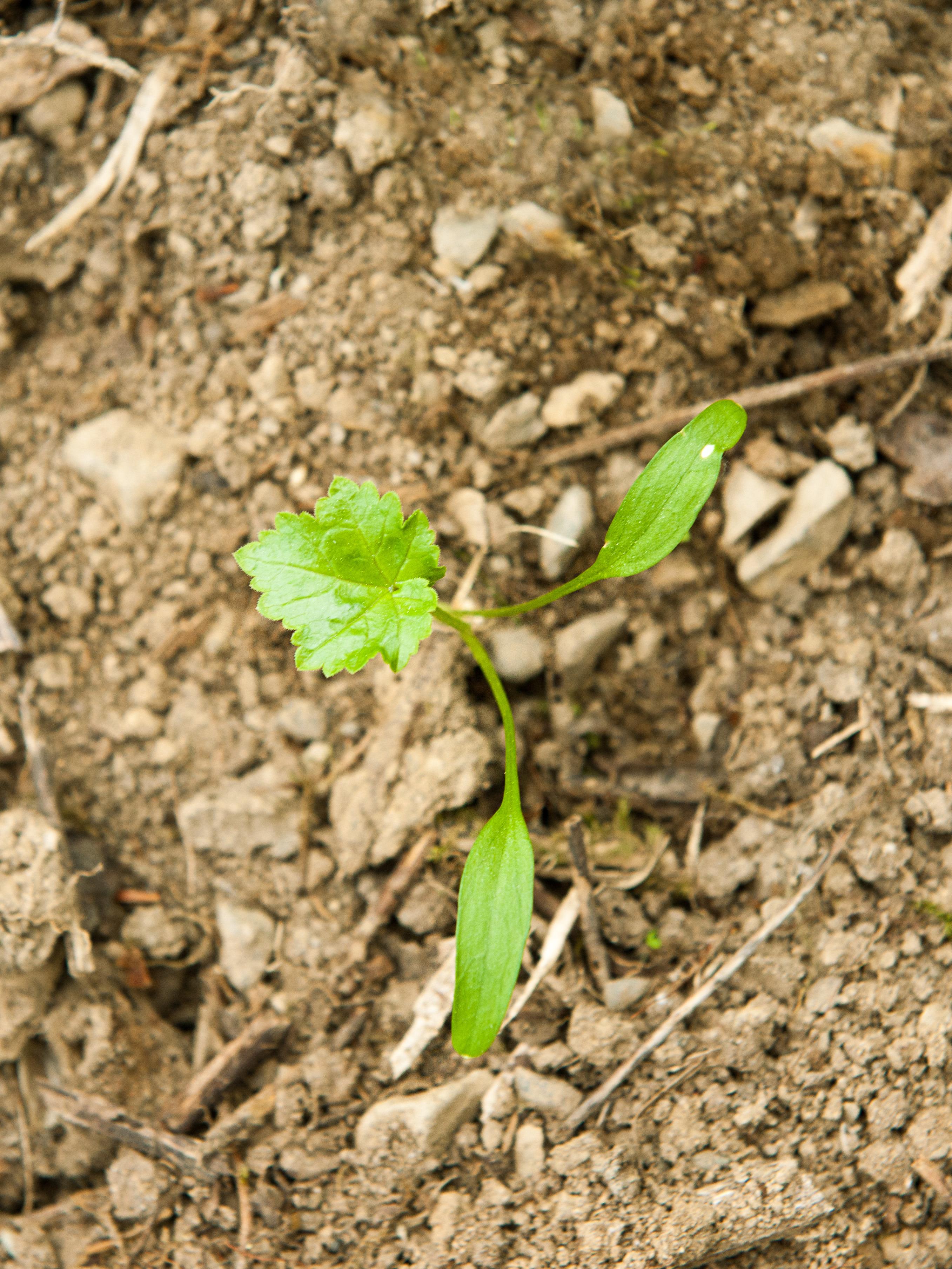 Laboratoire d'expertise et de diagnostic en phytoprotection - MAPAQ
