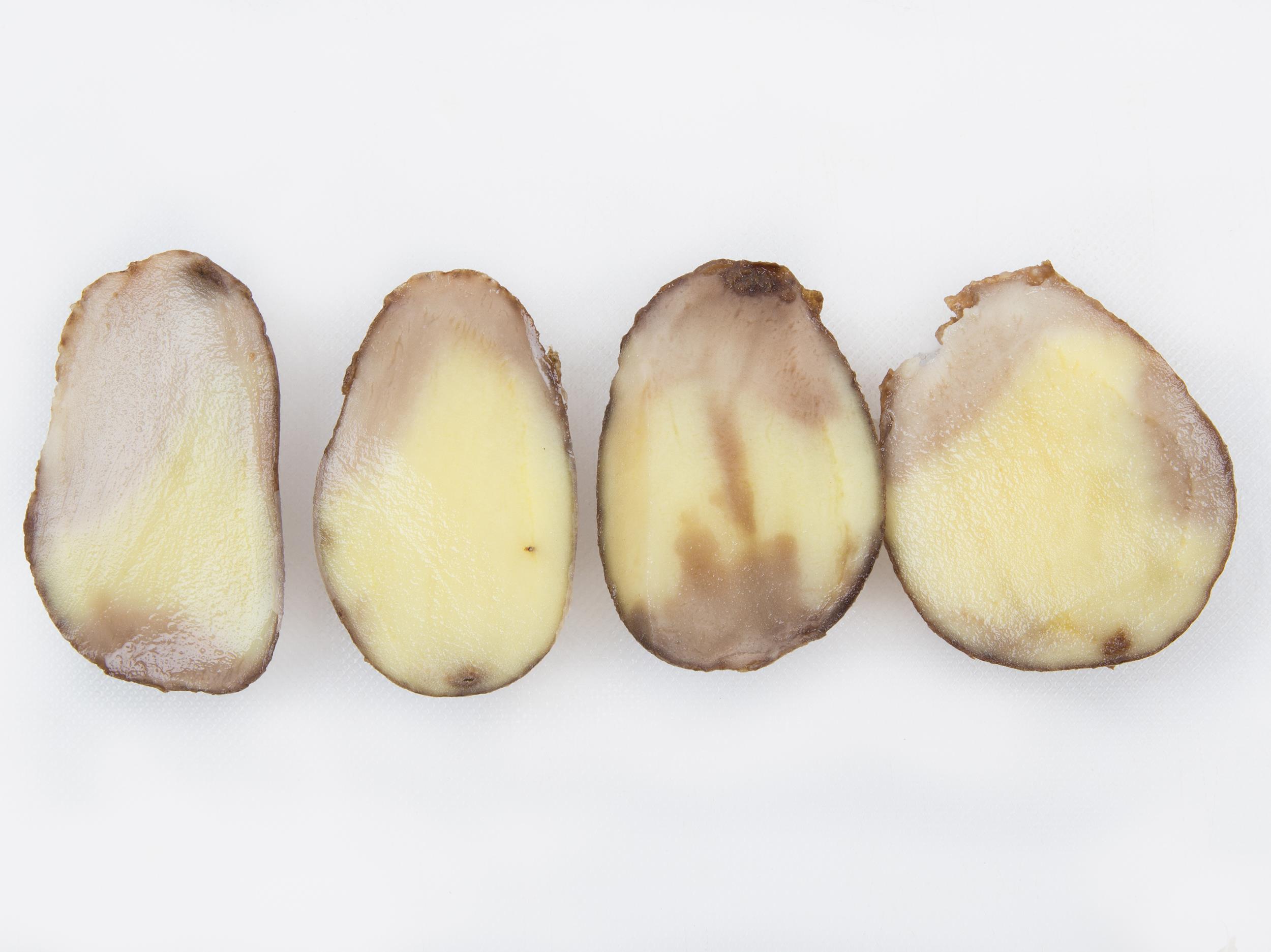 Laboratoire d'expertise et de diagnostic en phytoprotection - MAPAQ