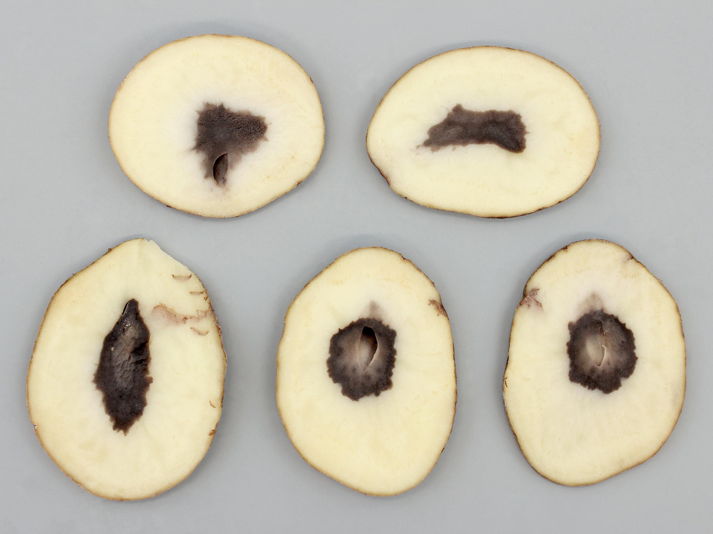 Laboratoire d'expertise et de diagnostic en phytoprotection - MAPAQ