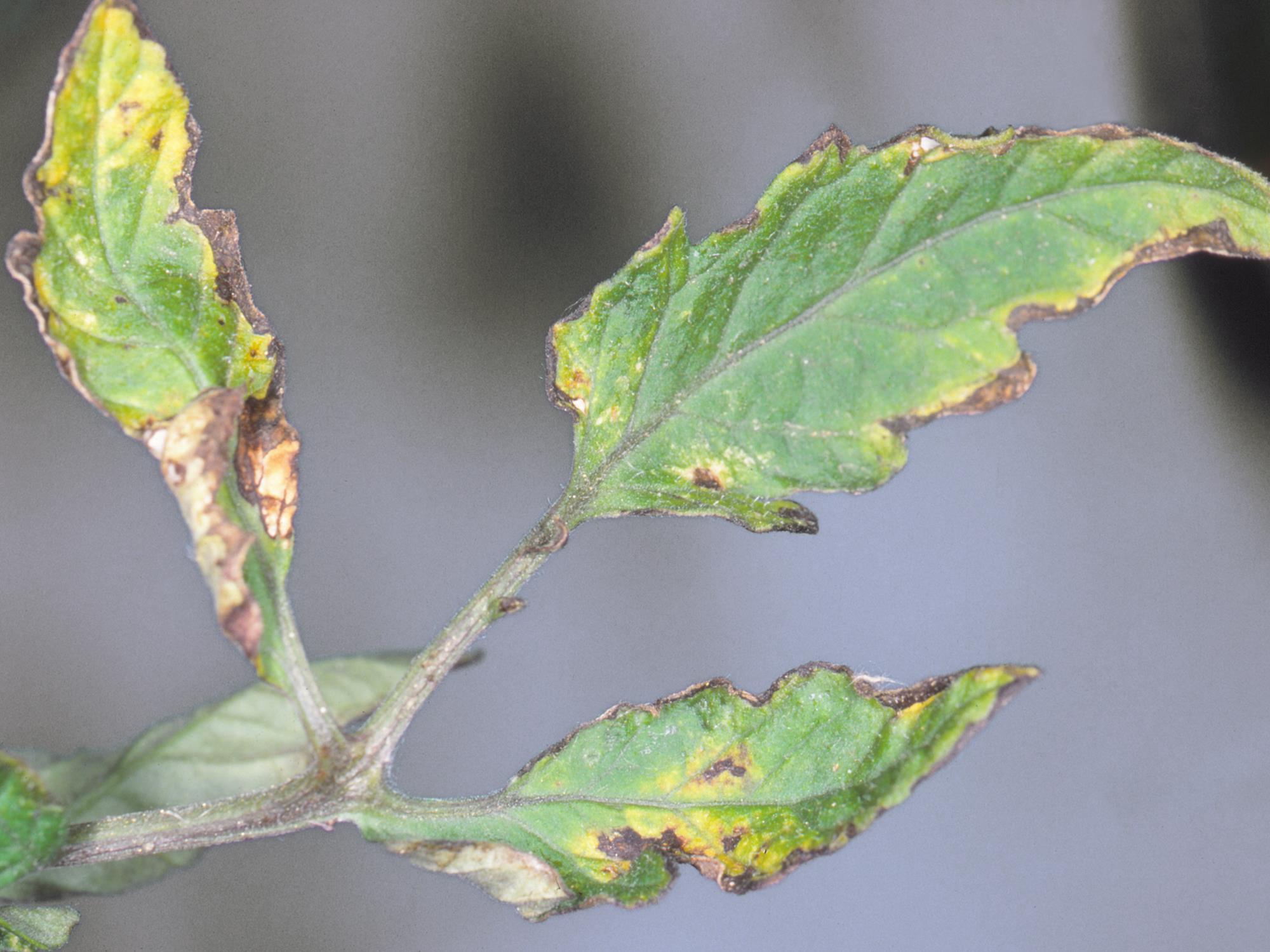 Laboratoire d'expertise et de diagnostic en phytoprotection - MAPAQ