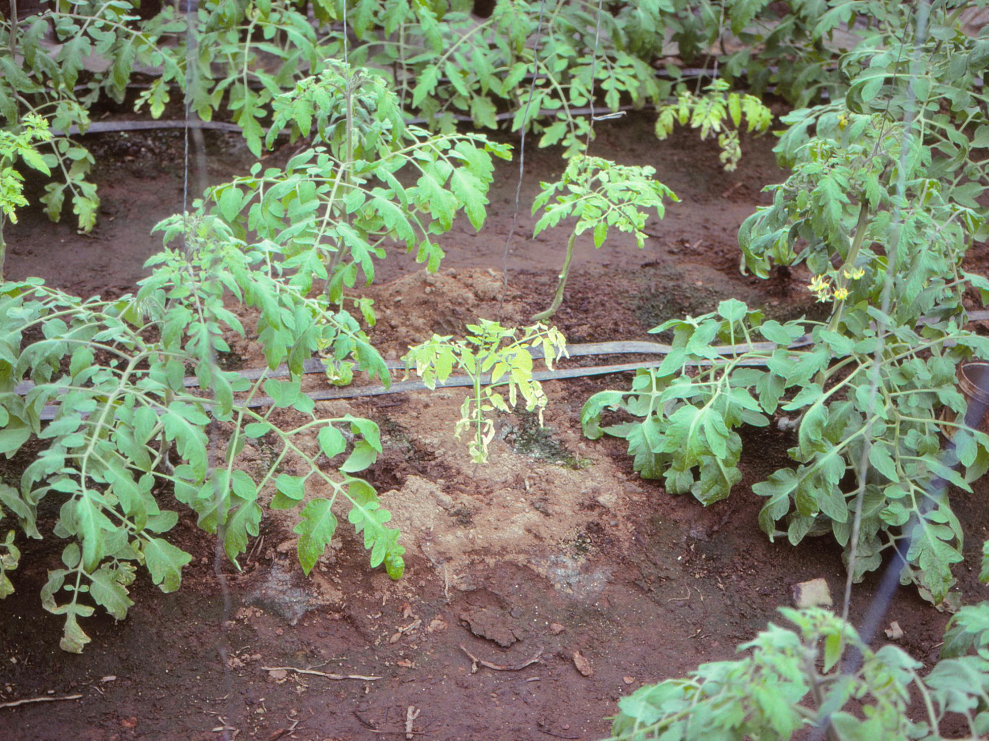 Laboratoire d'expertise et de diagnostic en phytoprotection - MAPAQ
