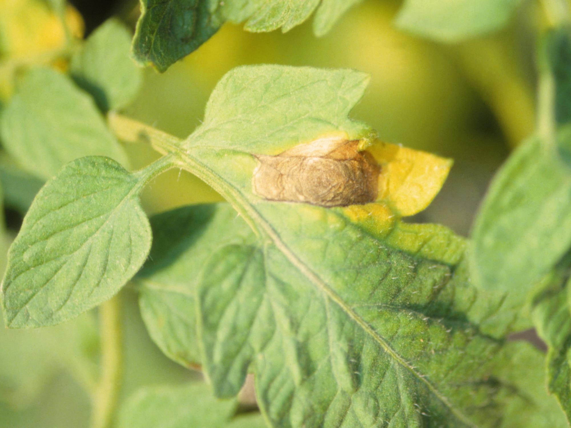 Laboratoire d'expertise et de diagnostic en phytoprotection - MAPAQ