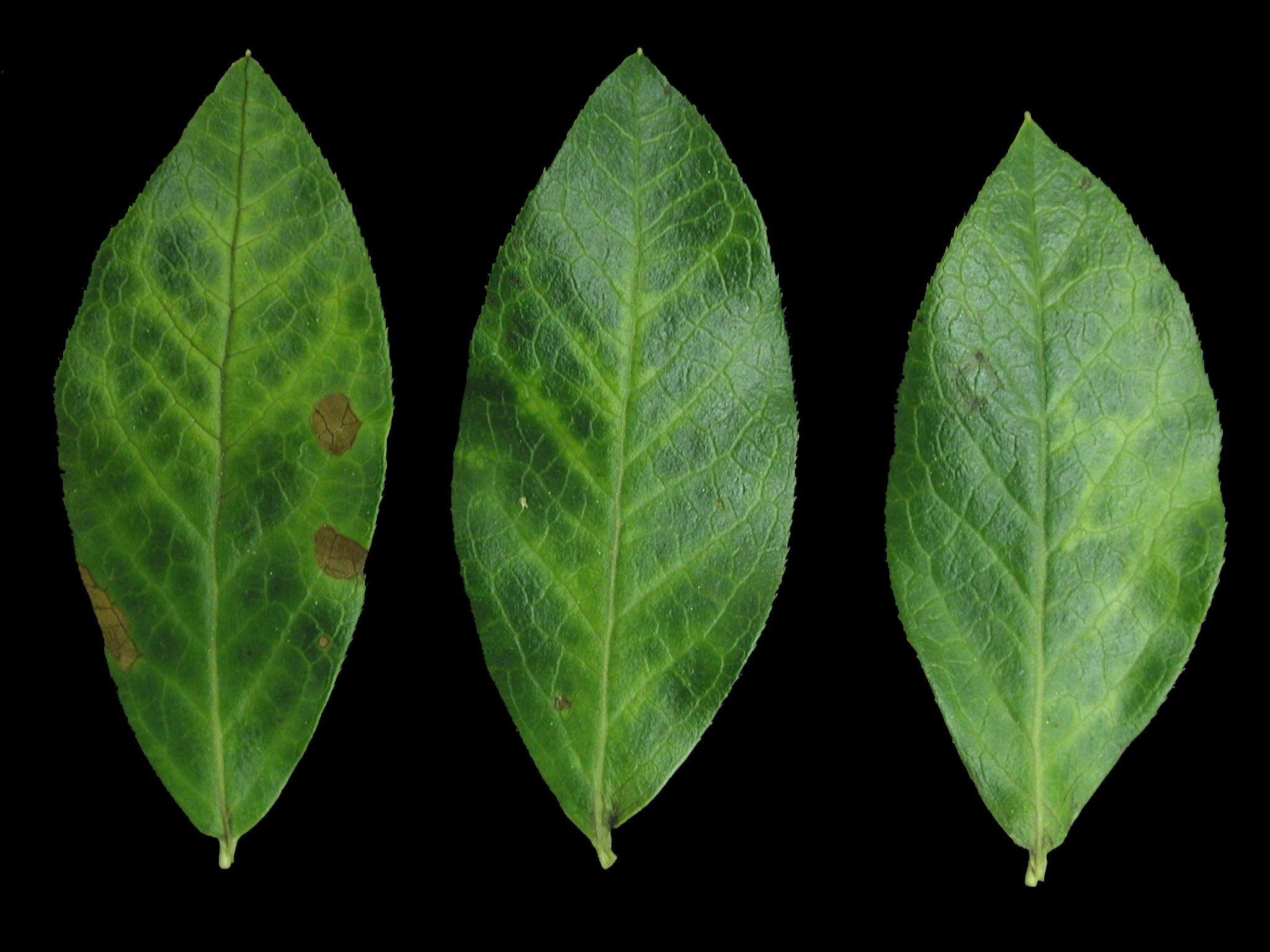 Laboratoire d'expertise et de diagnostic en phytoprotection - MAPAQ