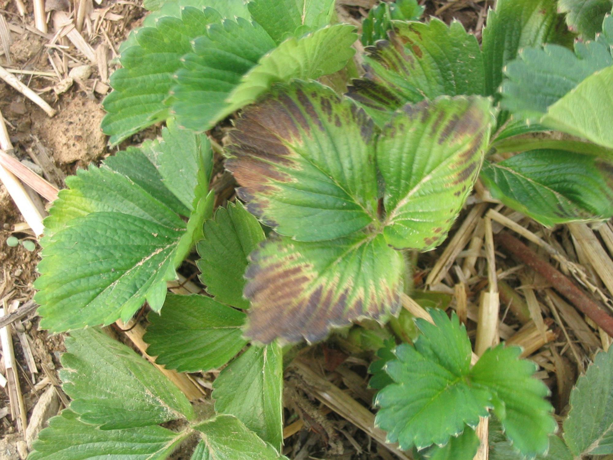 Christian Lacroix - Fertior