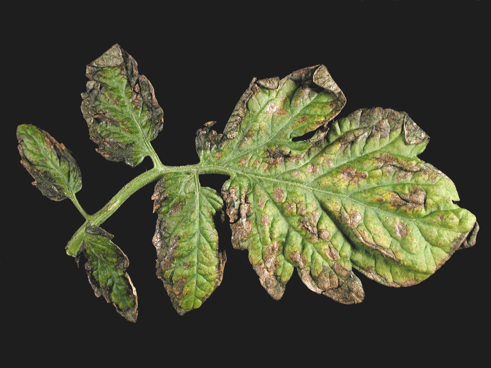 Laboratoire d'expertise et de diagnostic en phytoprotection - MAPAQ