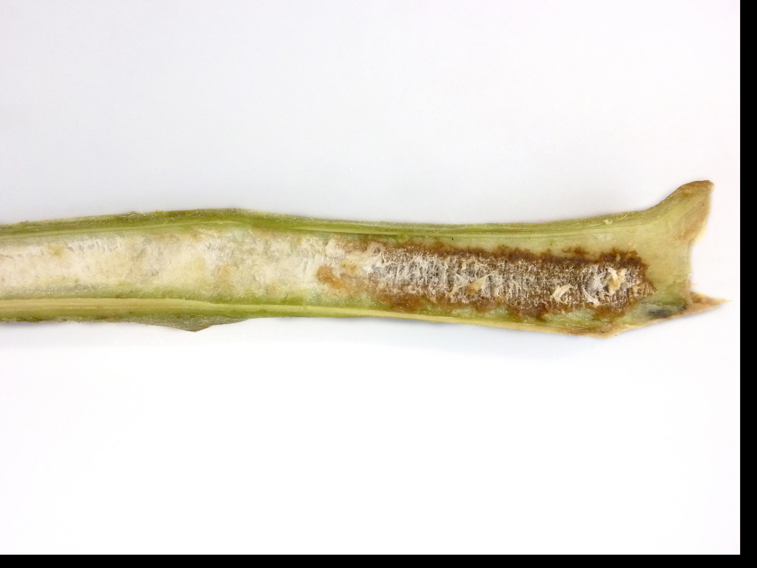 Laboratoire d'expertise et de diagnostic en phytoprotection - MAPAQ