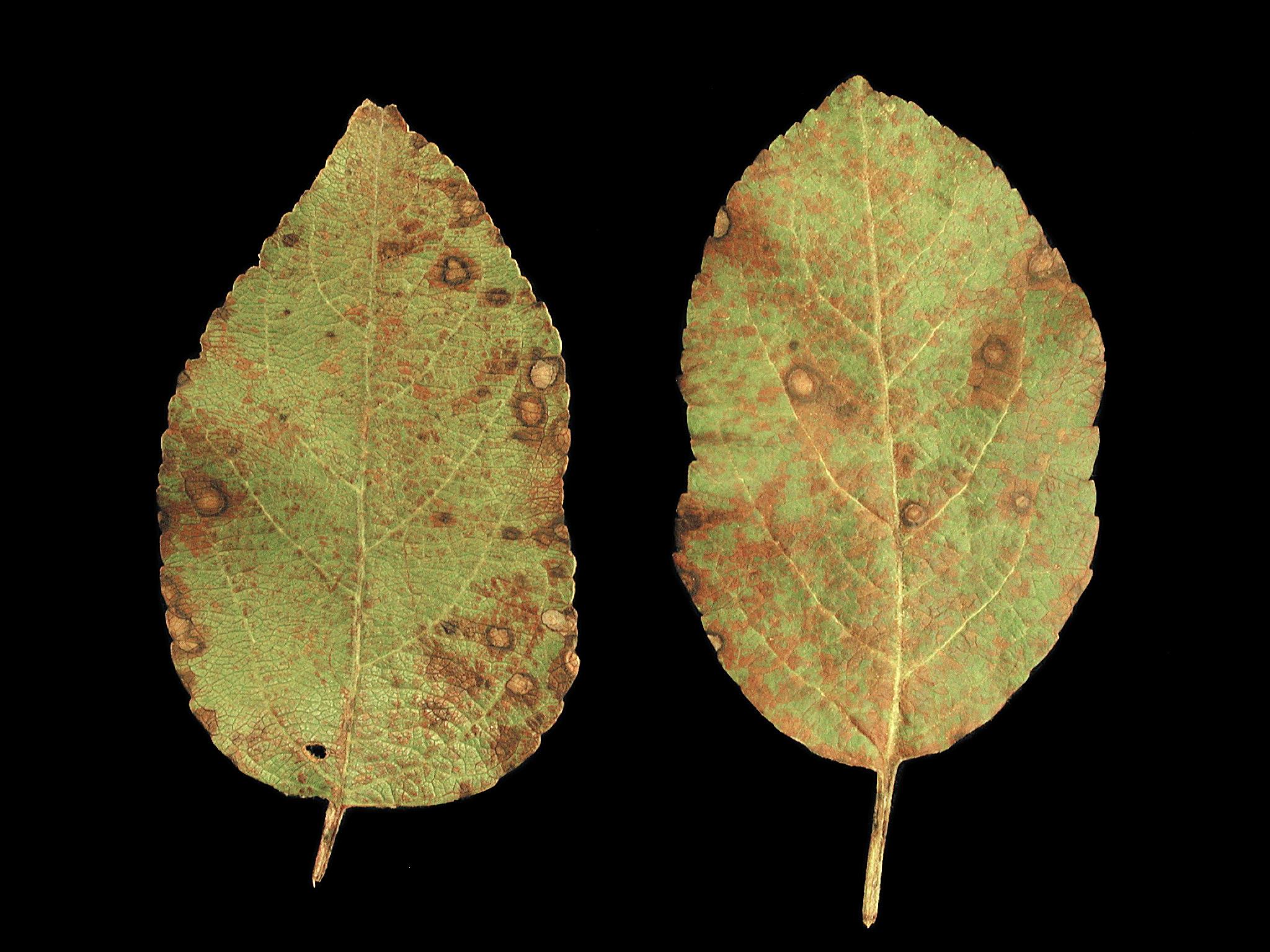 Laboratoire d'expertise et de diagnostic en phytoprotection - MAPAQ