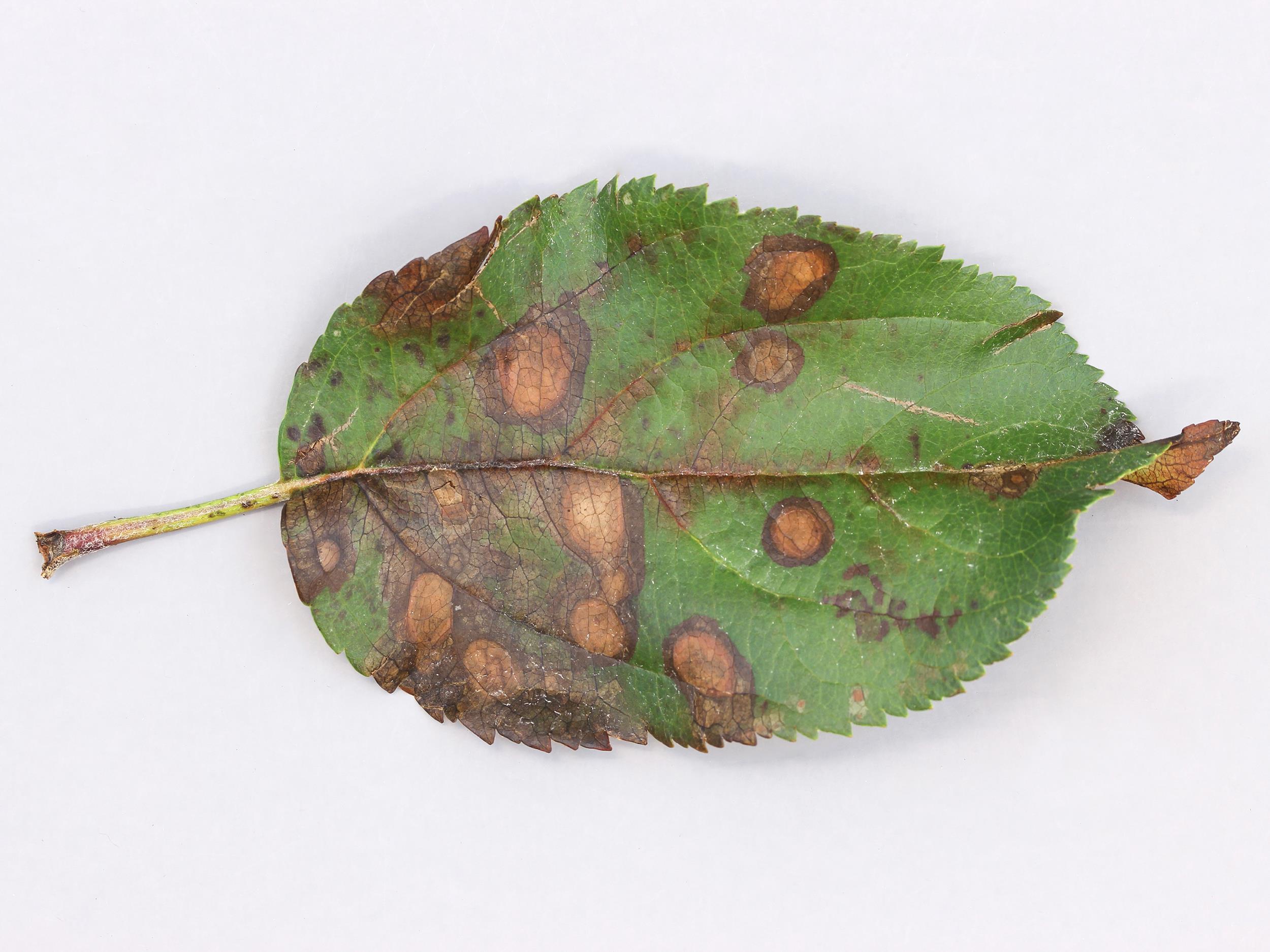 Laboratoire d'expertise et de diagnostic en phytoprotection - MAPAQ