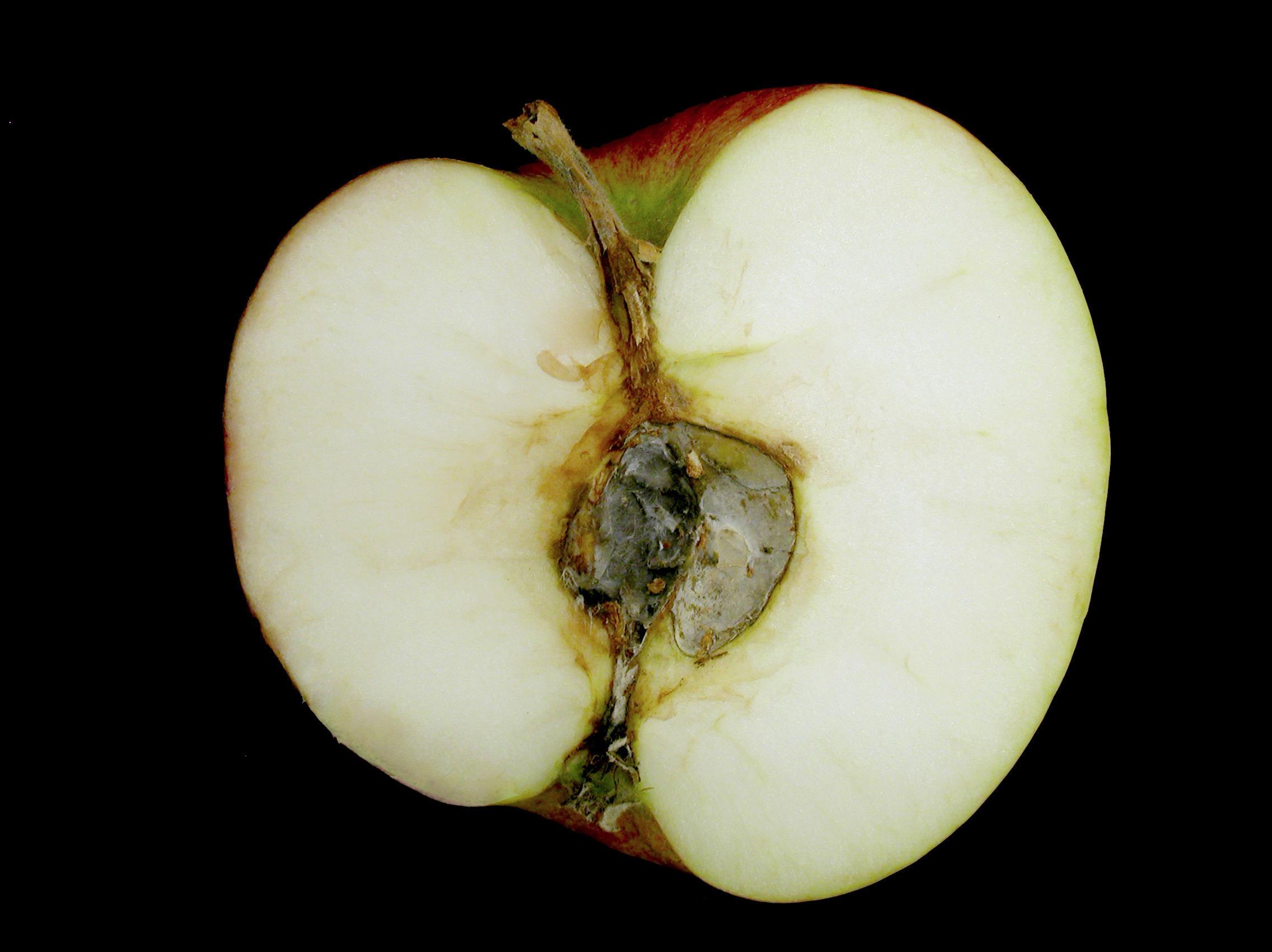 Laboratoire d'expertise et de diagnostic en phytoprotection - MAPAQ